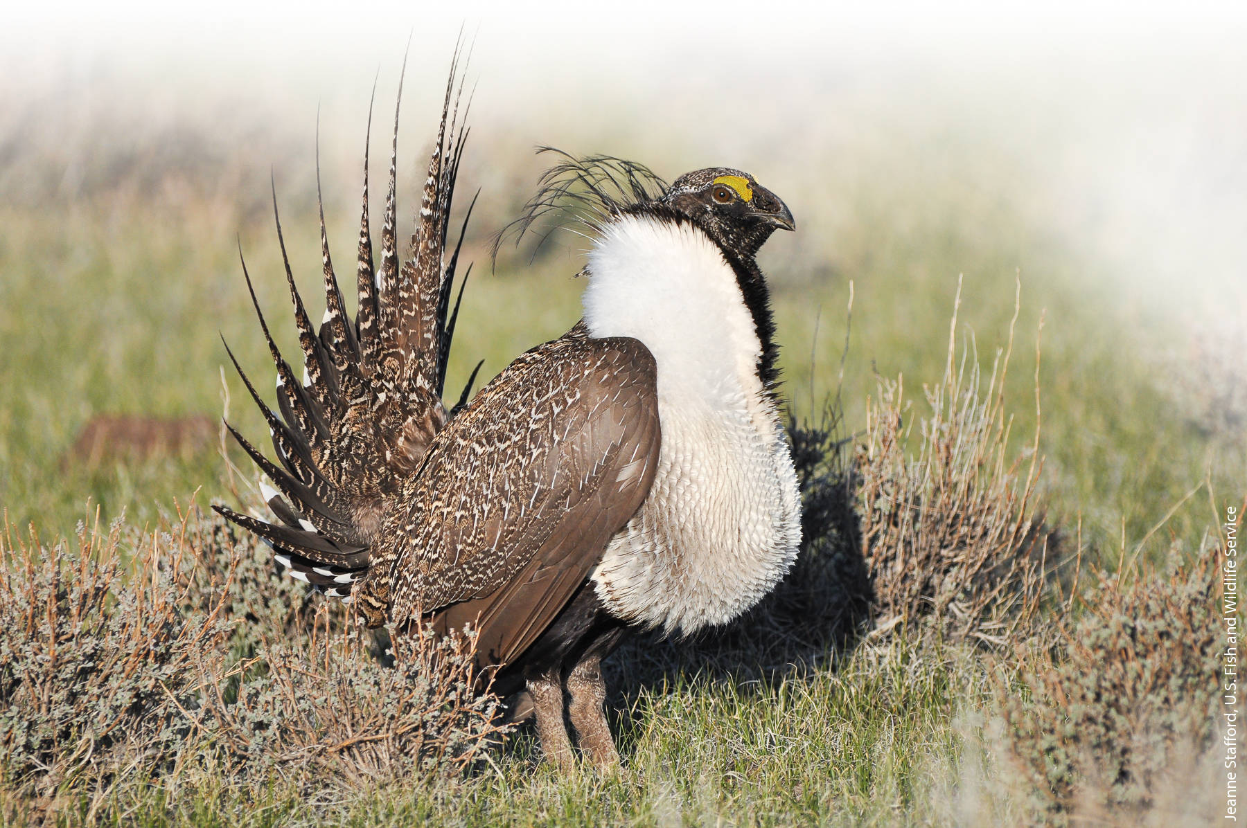 A male sage grouse (Centrocercus urophasianus) struts for a female at a lek, an open area where males perform courtship displays. At Clear Lake National Wildlife Refuge, the number of leks has declined over the past 30 years from 40 active leks to 1 lek.