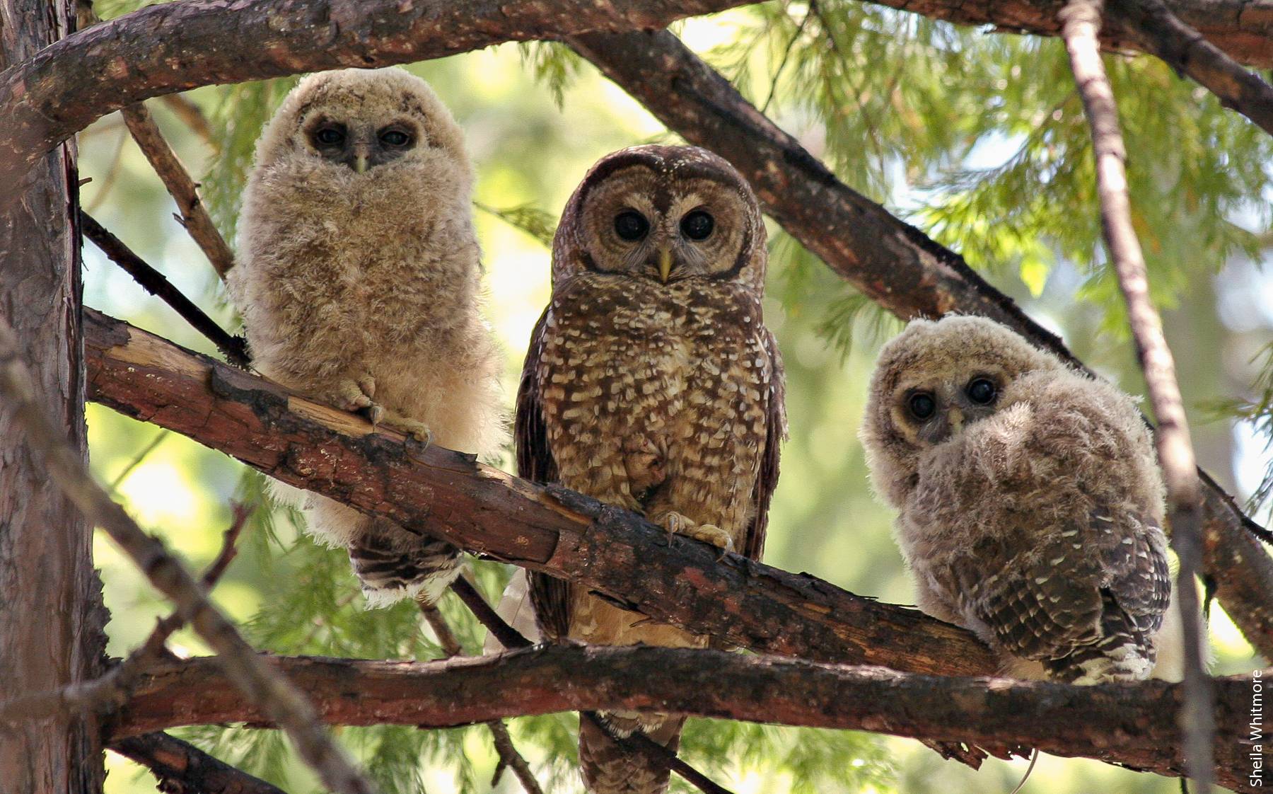 SNAMP researchers analyzed the effects of vegetation management treatments in the Sierra Nevada on forest health, fire behavior, water and wildlife such as the endangered California spotted owl.