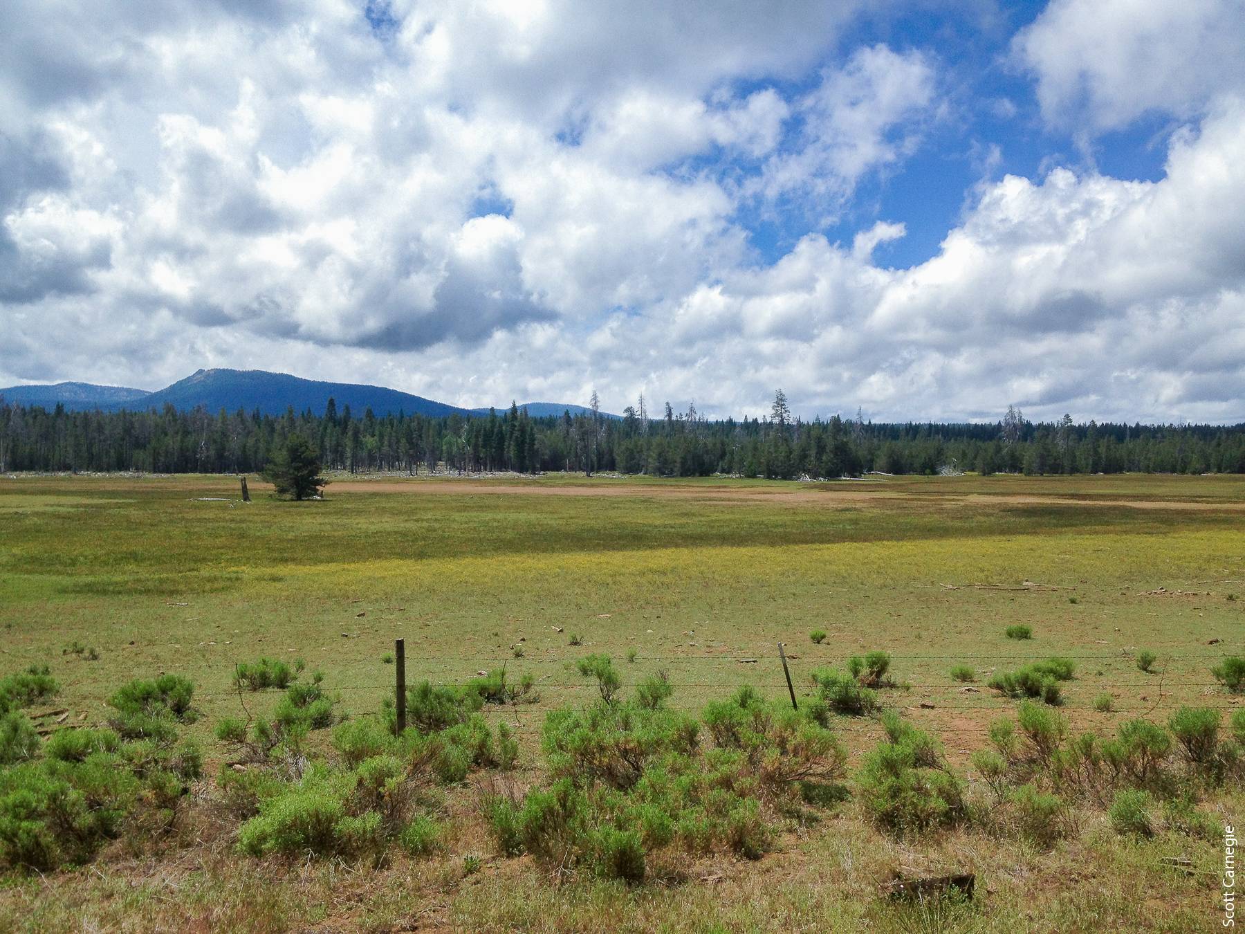 The Burney Gardens timber harvesting plan, which covers over 2,500 acres of land held by four different owners, is one of the largest watershed and meadow restoration projects proposed in California.