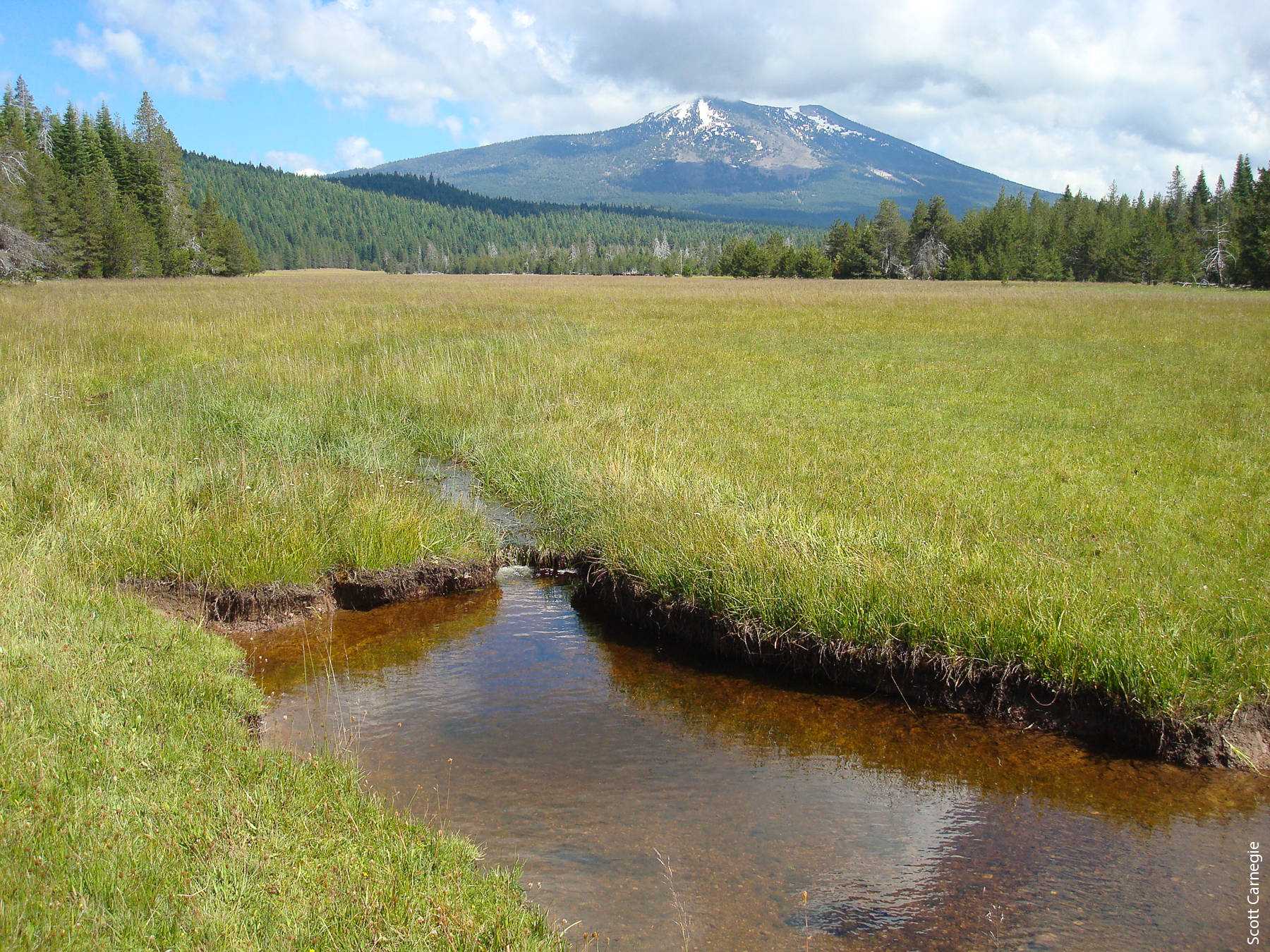 Eroding channel within the meadow.