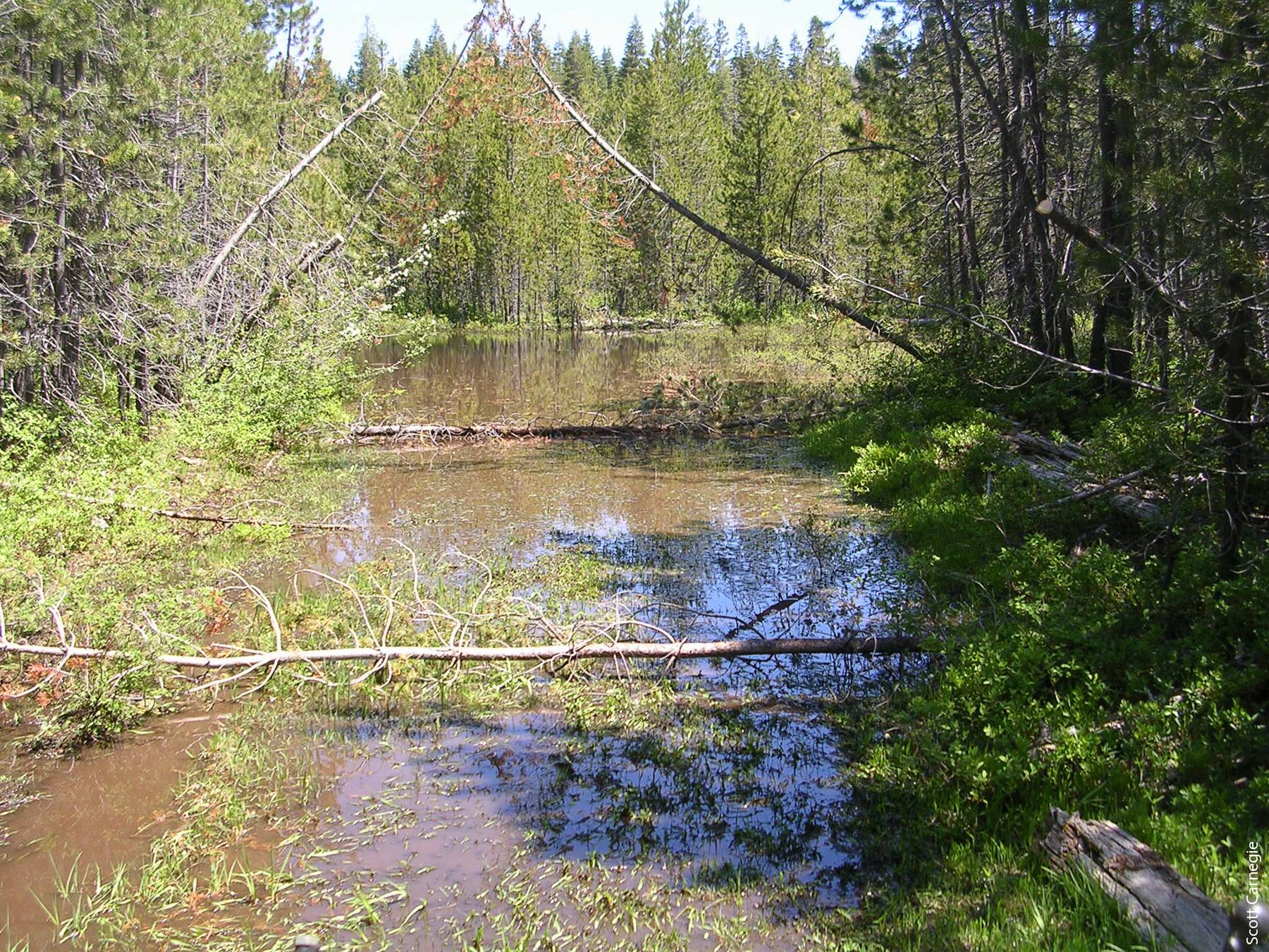 Riparian area with lodgepole pine.