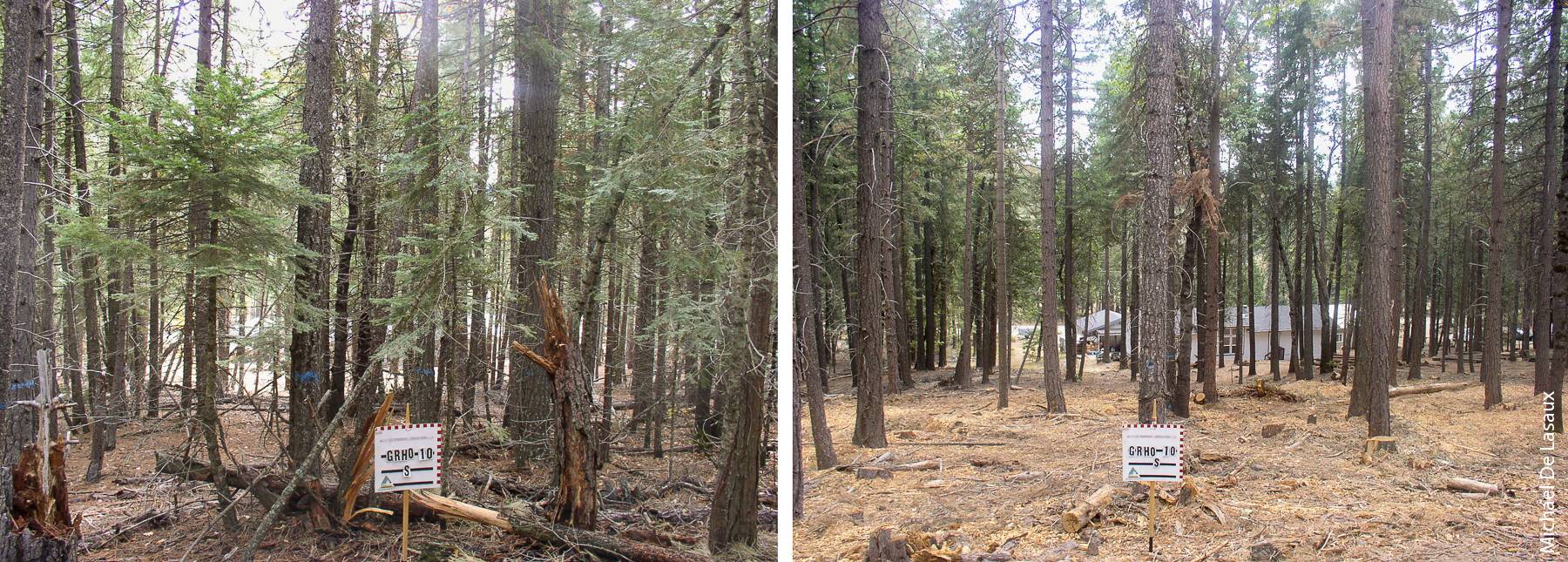 More than 70 plots were monitored in seven Plumas County communities before, left, and after, right, fuel reduction treatments.