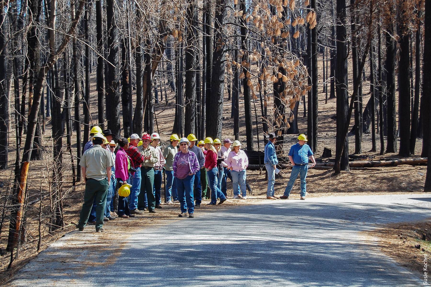 Tour of Rim fire area in the Stanislaus National Forest, March 2014. Participants are looking at high severity fire effects where all trees were killed.