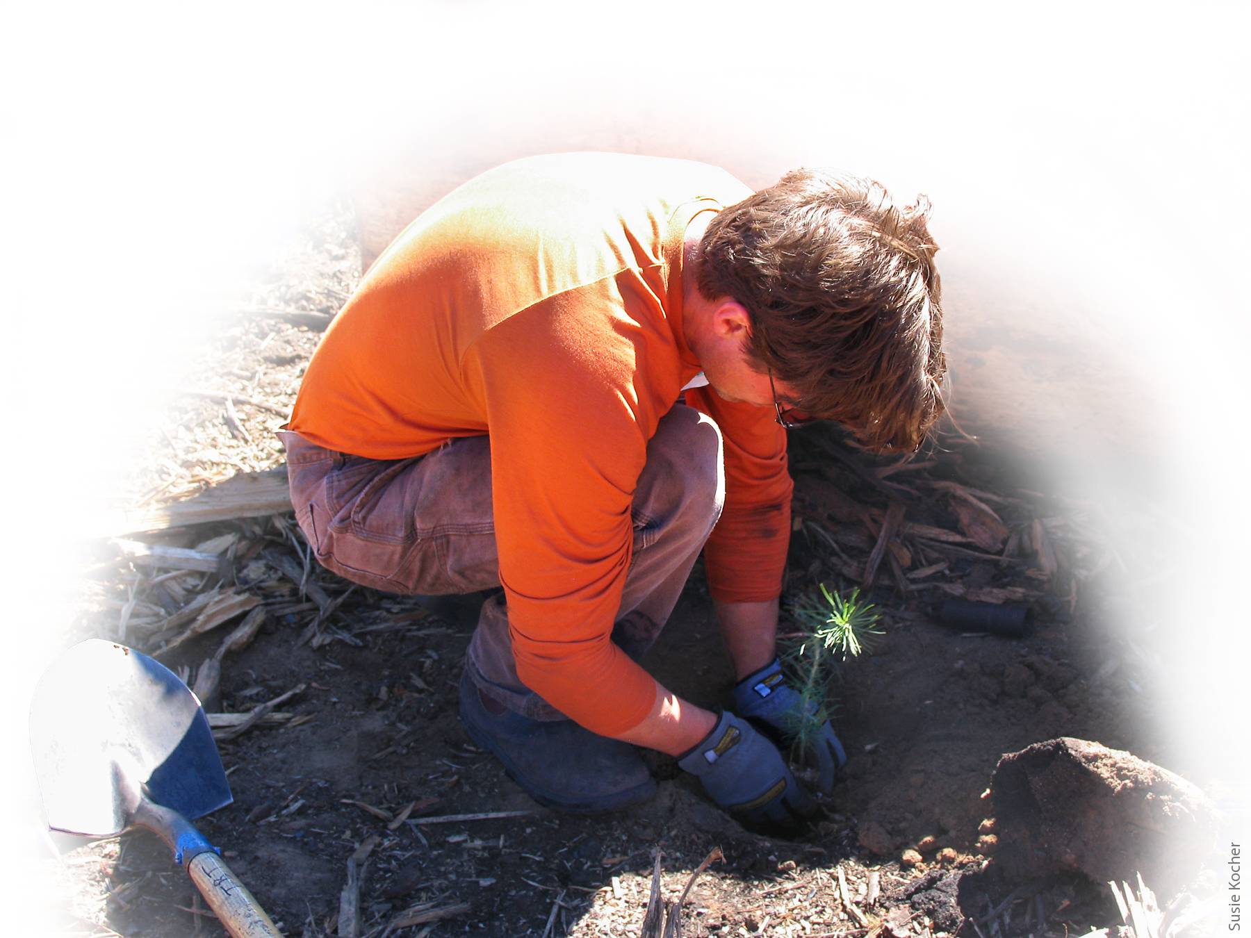 A volunteer for the League to Save Lake Tahoe plants a seedling after the Angora fire of 2007. A group of 350 volunteers worked to restore California Tahoe Conservancy land where all trees were killed by the fire.