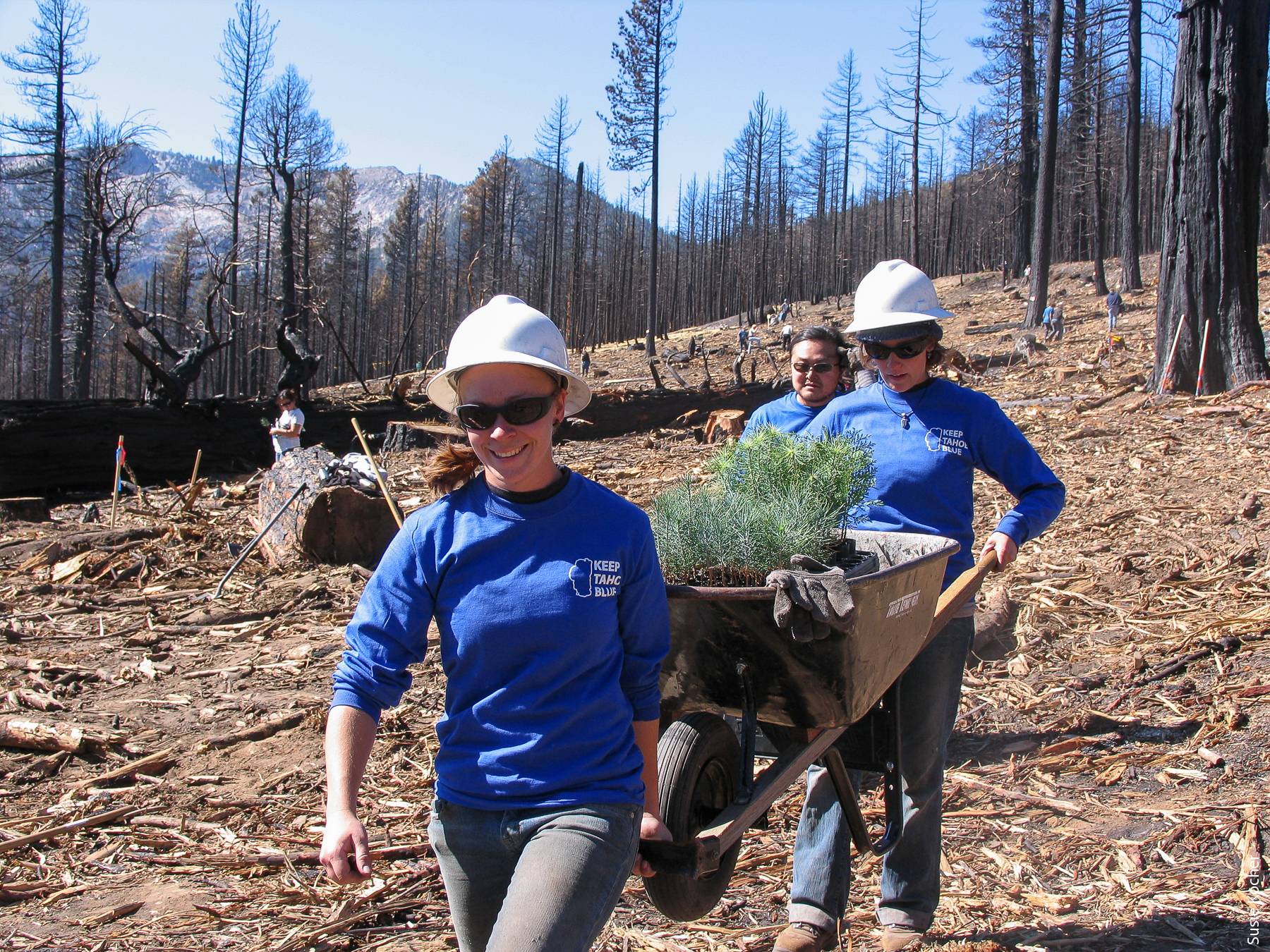 Tahoe Conservancy and League staff carry Jeffrey pine and incense cedar seedlings for planting about 30 acres in the Angora burn area.