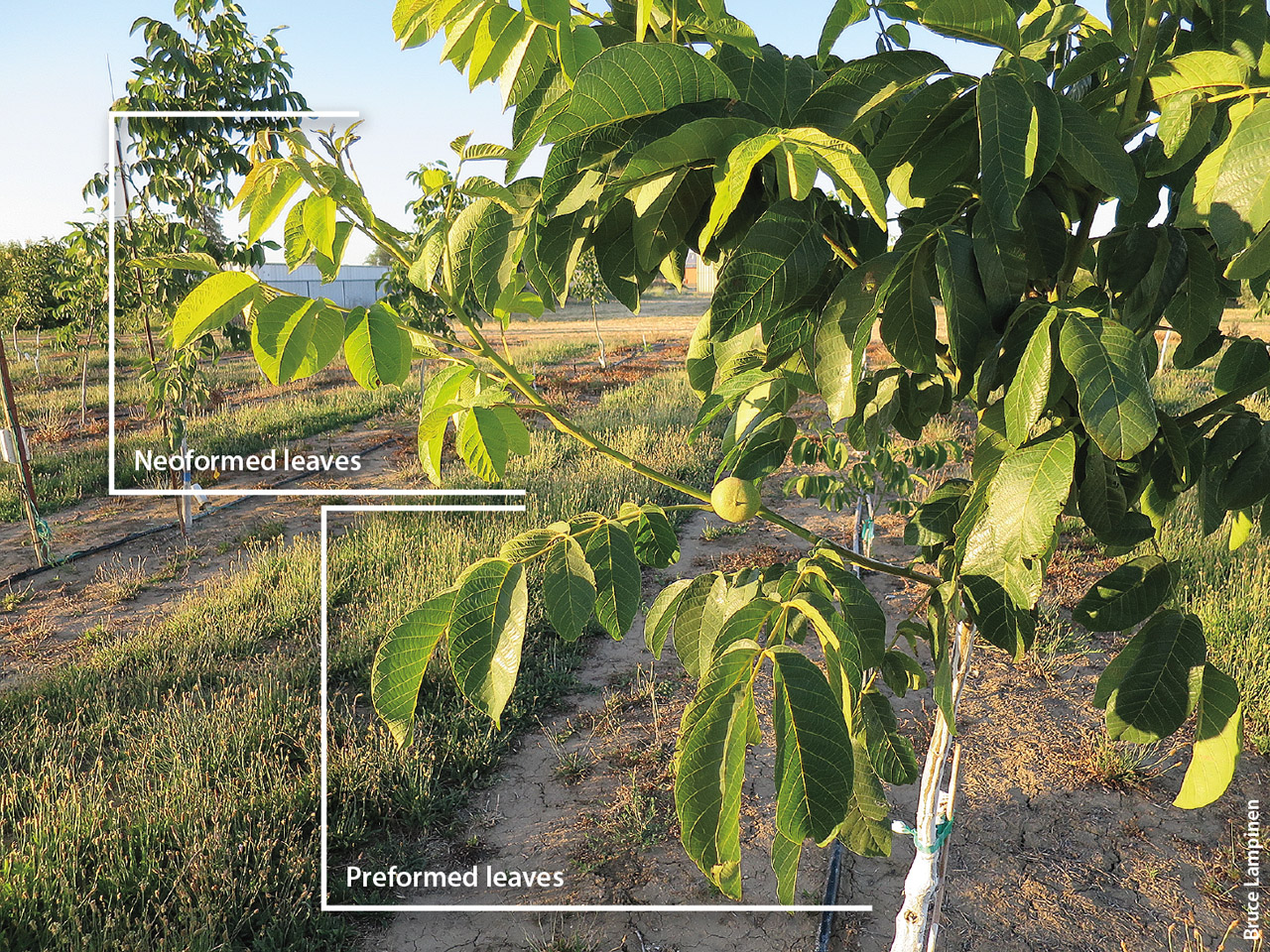 Canopy growth in young walnut trees is bimodal: Preformed growth forms in the bud during the previous season, and neoformed growth forms during the current season.