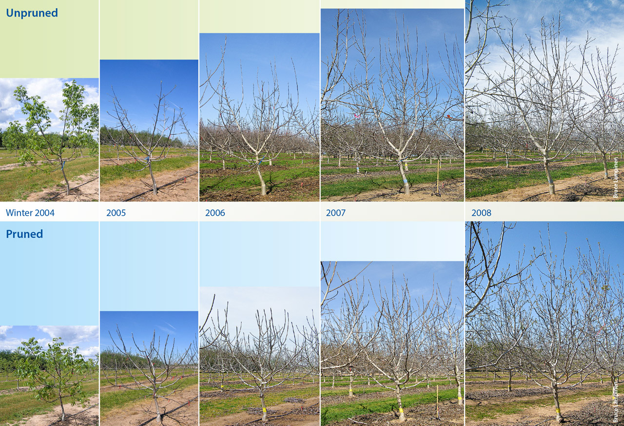 Comparison of yearly tree development in unpruned and pruned Howard walnut trees.