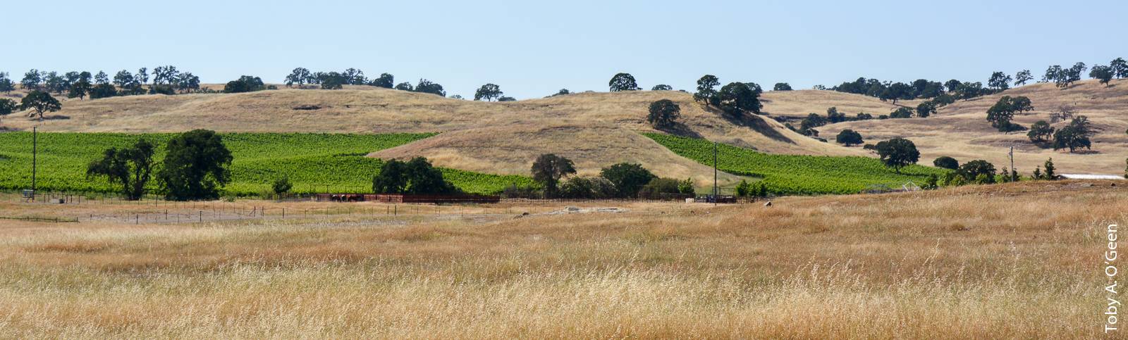 The undulating agricultural land found along many valley margins in California is poorly suited to groundwater banking because application of floodwater or waste water would be difficult to apply at these sites, which are typically drip irrigated.