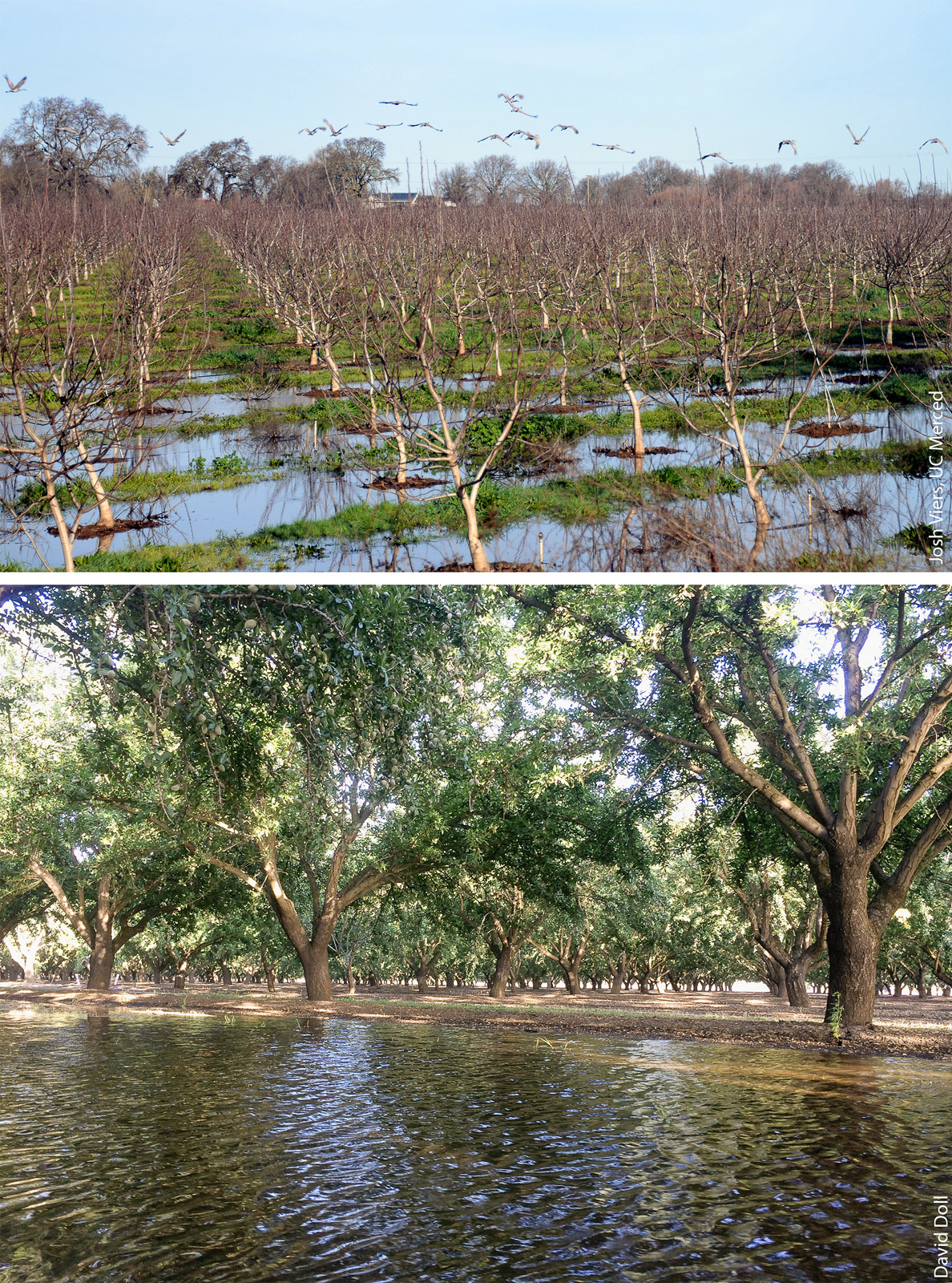 Orchards of walnuts (above) and almonds (below) may be viable sites for groundwater recharge, though the potential for water damage to such high-value crops adds risk.