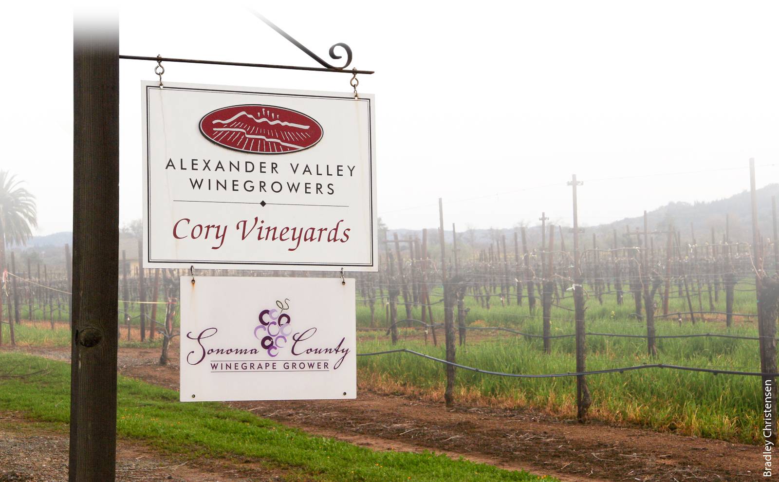 Vineyards that belong to one of Sonoma County's 16 sub-AVAs display signs featuring the name and logo of their AVA.