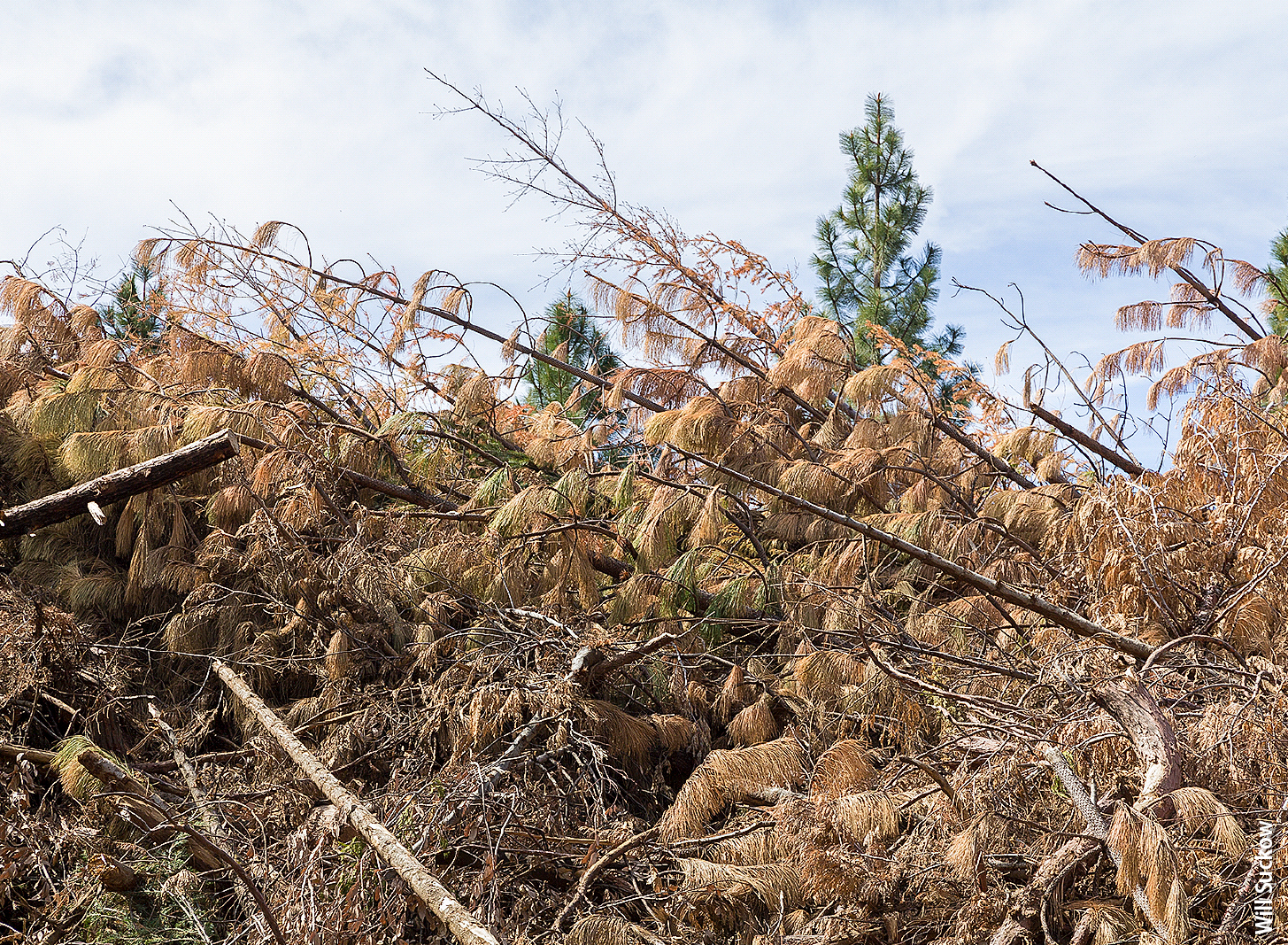 Forest slash is piled following a thinning treatment at the UC Blodgett Forest Research Station in El Dorado County.