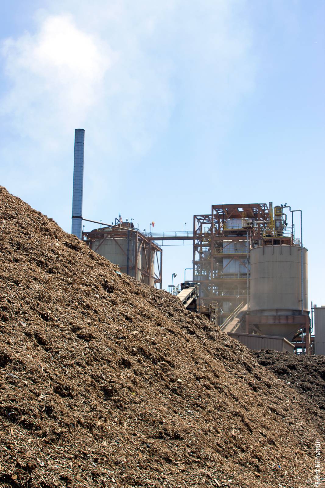 A mound of woody biomass at Buena Vista Biomass Power near Ione (Amador County).