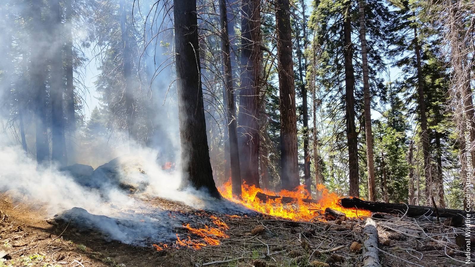 A prescribed burn moves slowly through a forest in Sequoia National Park in June 2015. The burn is intended to help restore the area to more natural conditions by promoting sustainable tree growth and habitat for plants and animals while reducing tree density and ladder fuels.