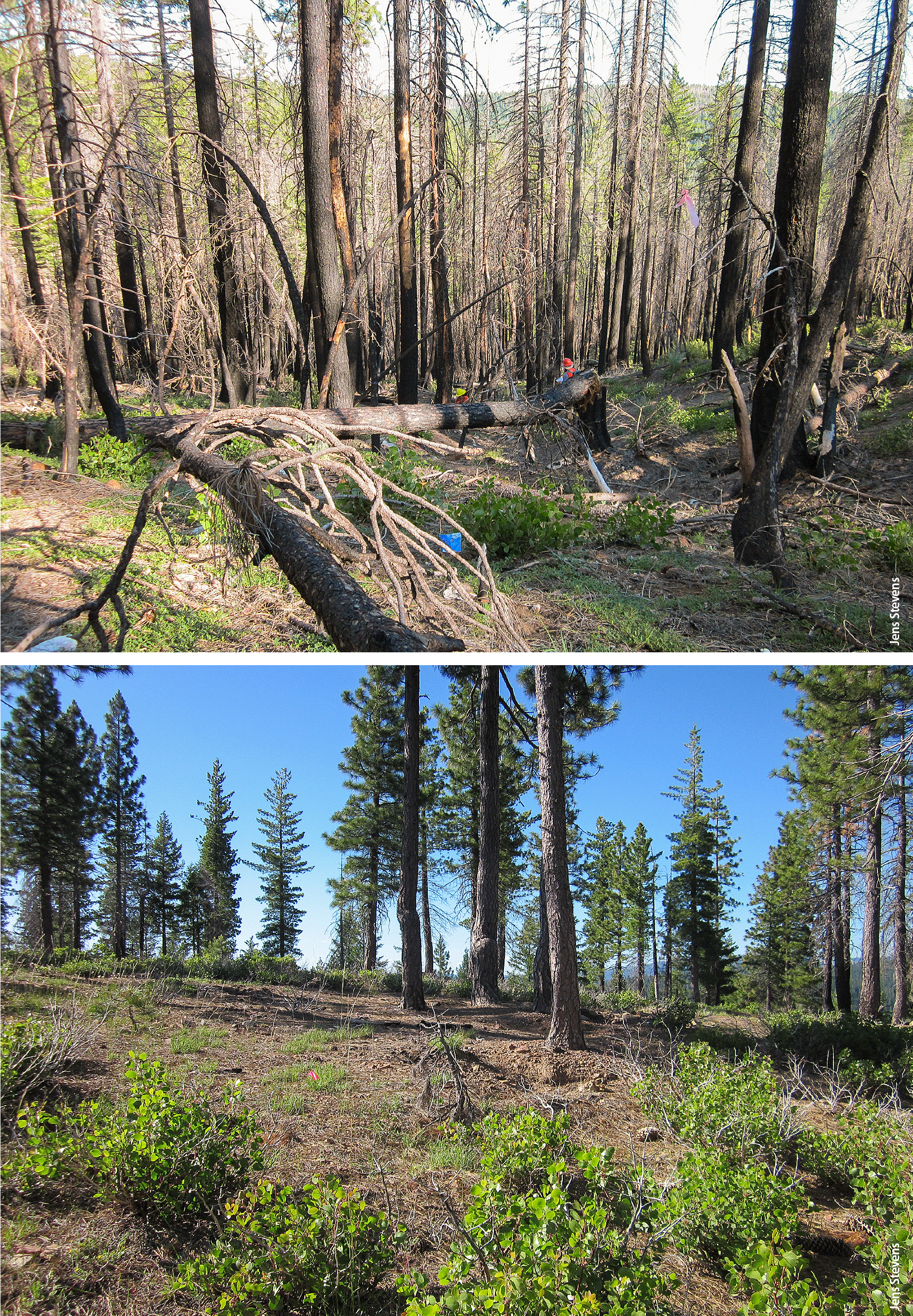These 2011 photographs illustrate the effect of a fuels treatment implemented prior to the 2008 American River Complex fire in Placer County. Nearly all the trees in the treated stand, bottom, survived the fire, while many trees in the denser, untreated stand, top, did not.