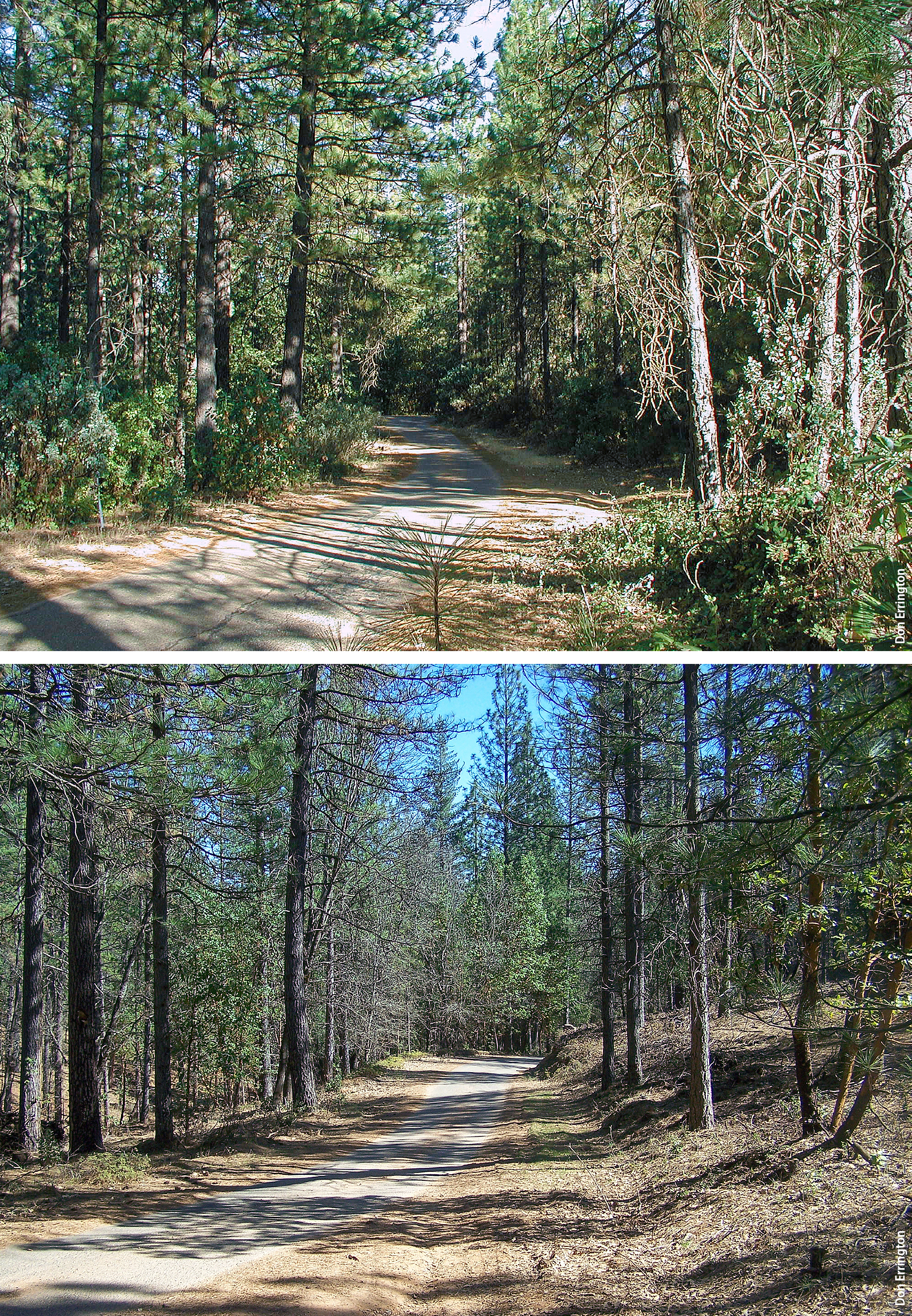 A mixed-conifer stand in the El Dorado National Forest before, top, and after, bottom, a mechanized fuels treatment.