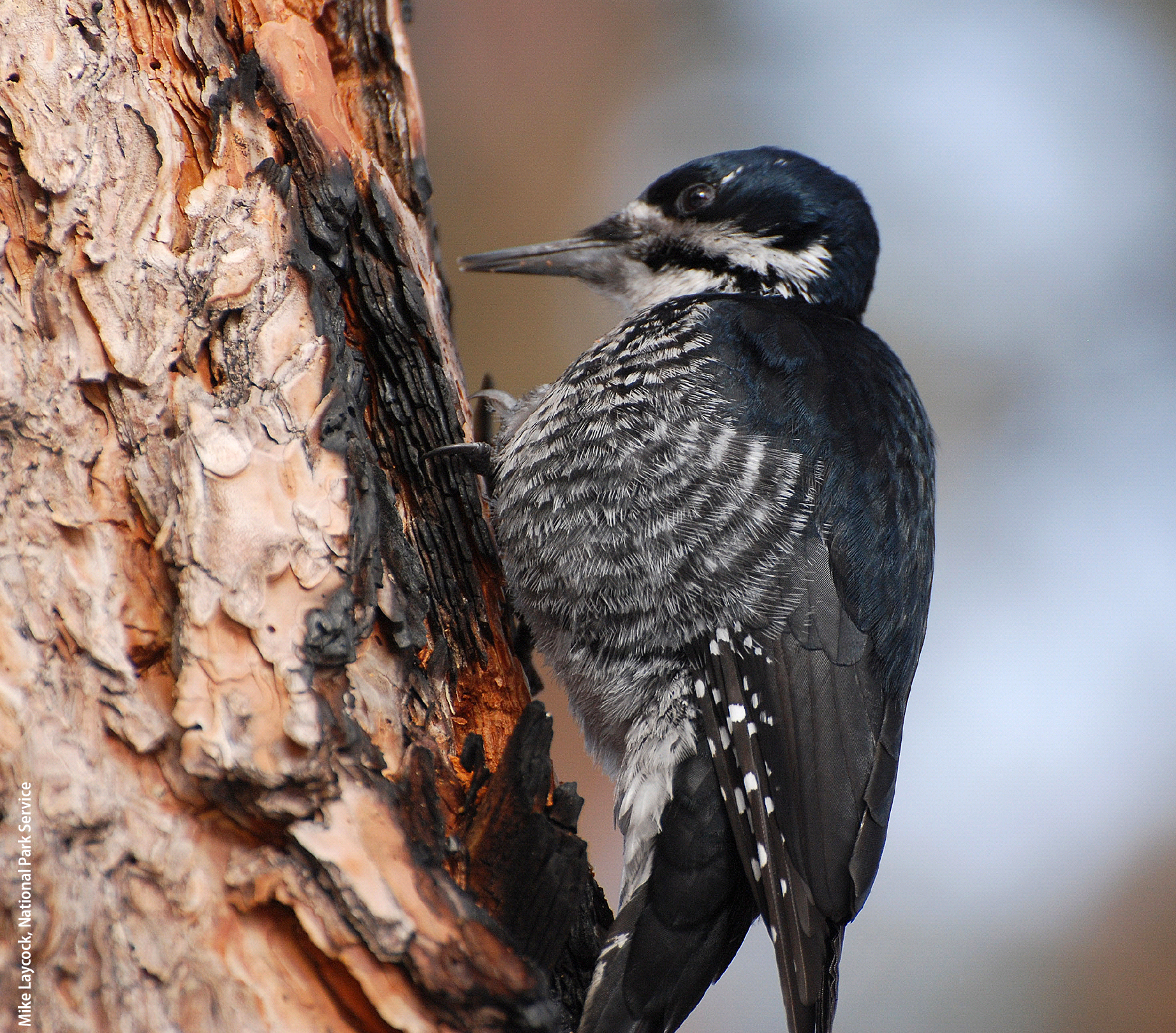 Several species in the Sierra Nevada, such as the black-backed woodpecker, may benefit from the conditions that occur after a high-severity fire.