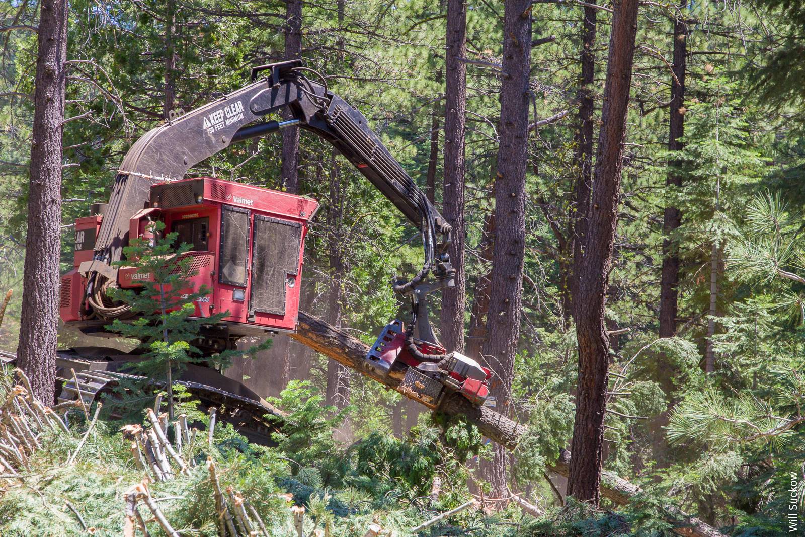 A harvester-processor thins trees north of Lake Tahoe as part of the U.S. Forest Service Yeti Fuels Reduction Project.