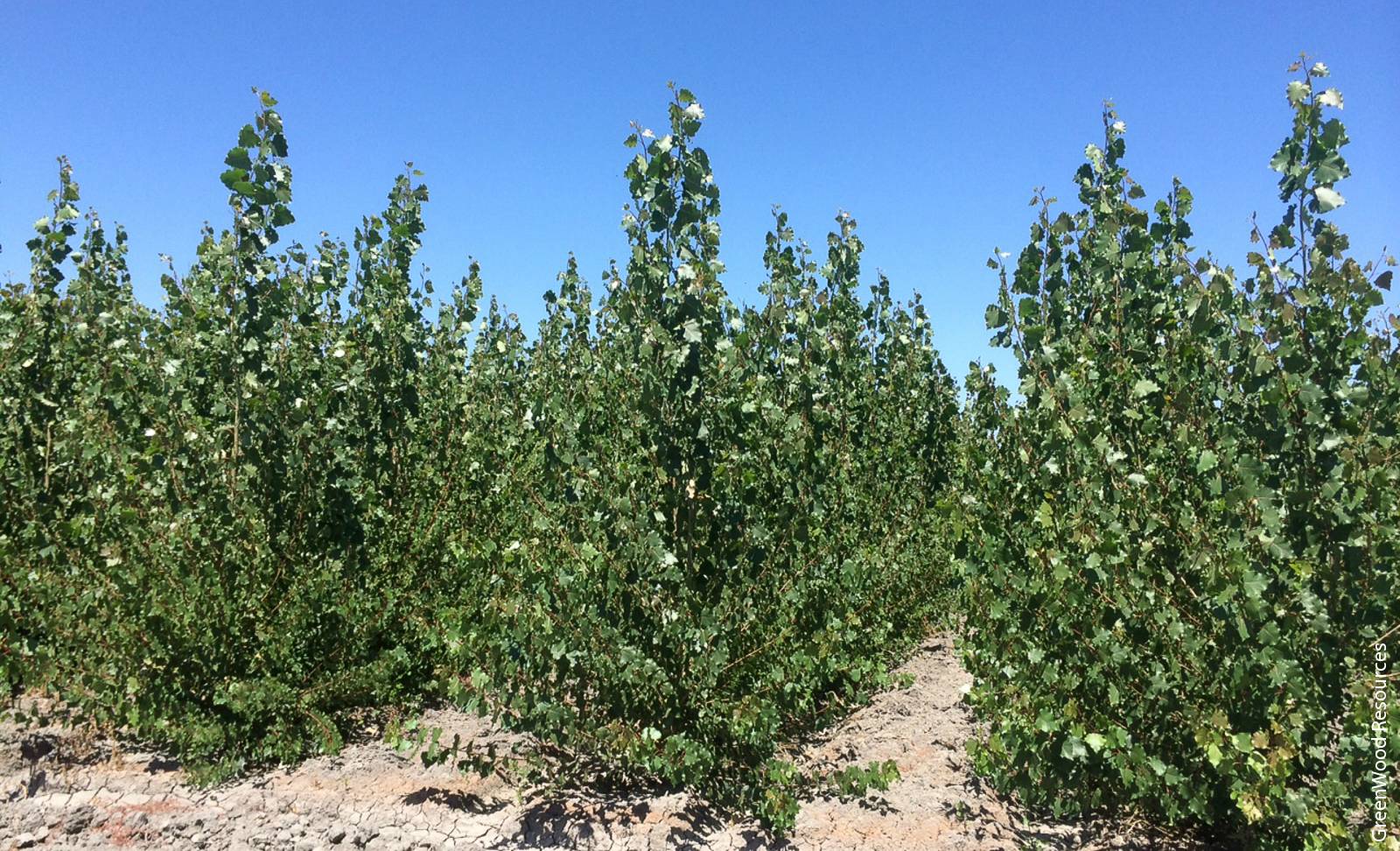 Partially irrigated hybrid poplar plantation at a demonstration field site in Clarksburg, California, about 1 1/2 years after planting.