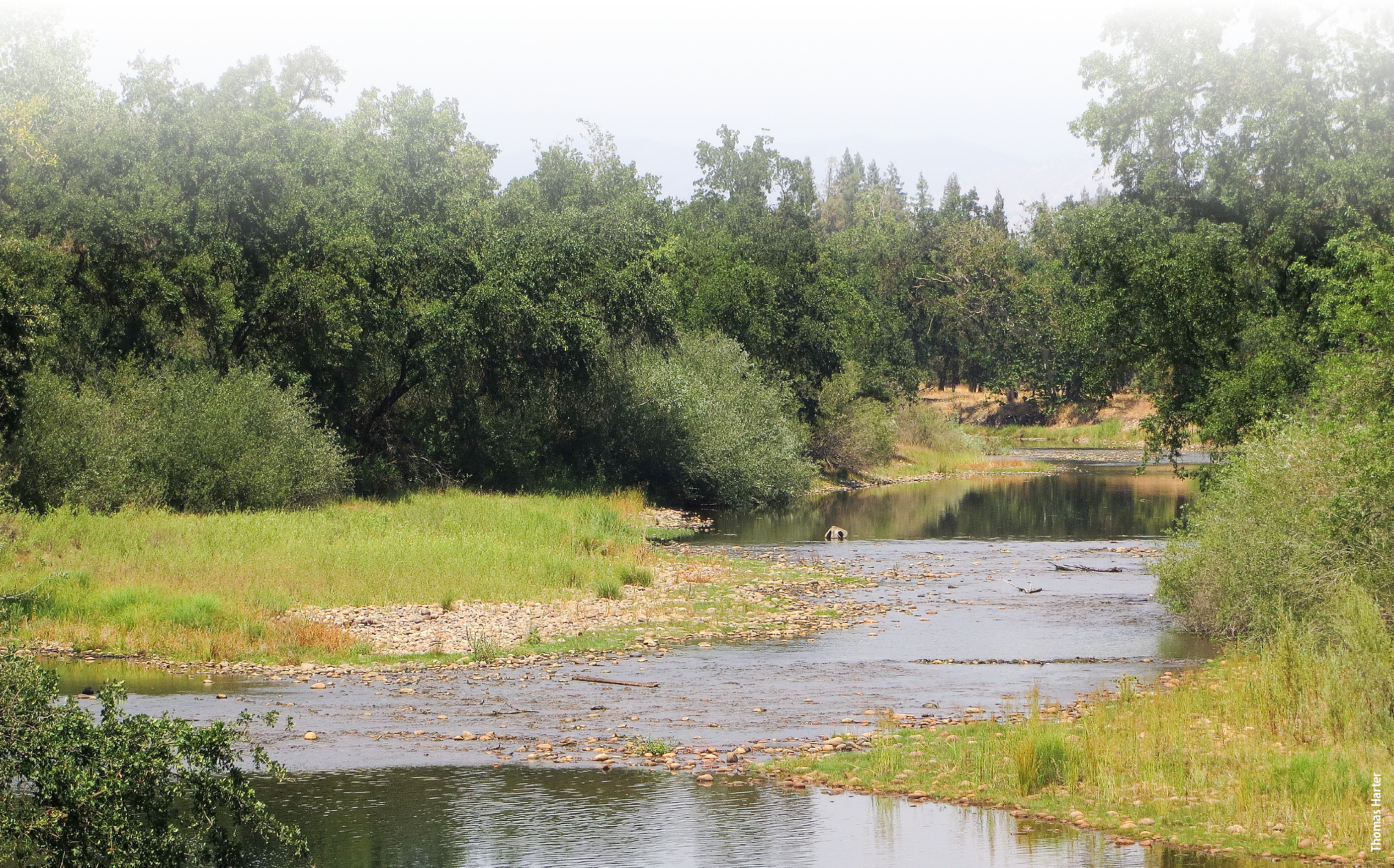 The Kings River flows across a coarse gravel bed near the Sierra Nevada foothills, recharging groundwater.