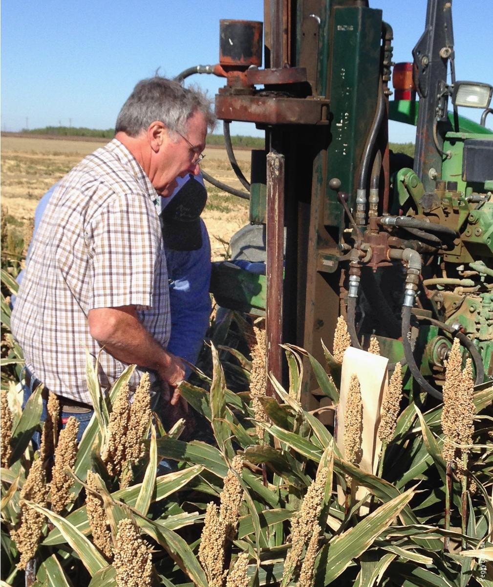 West Side REC director Bob Hutmacher collects a soil sample next to a sorghum plant to evaluate the microbial population around sorghum roots.