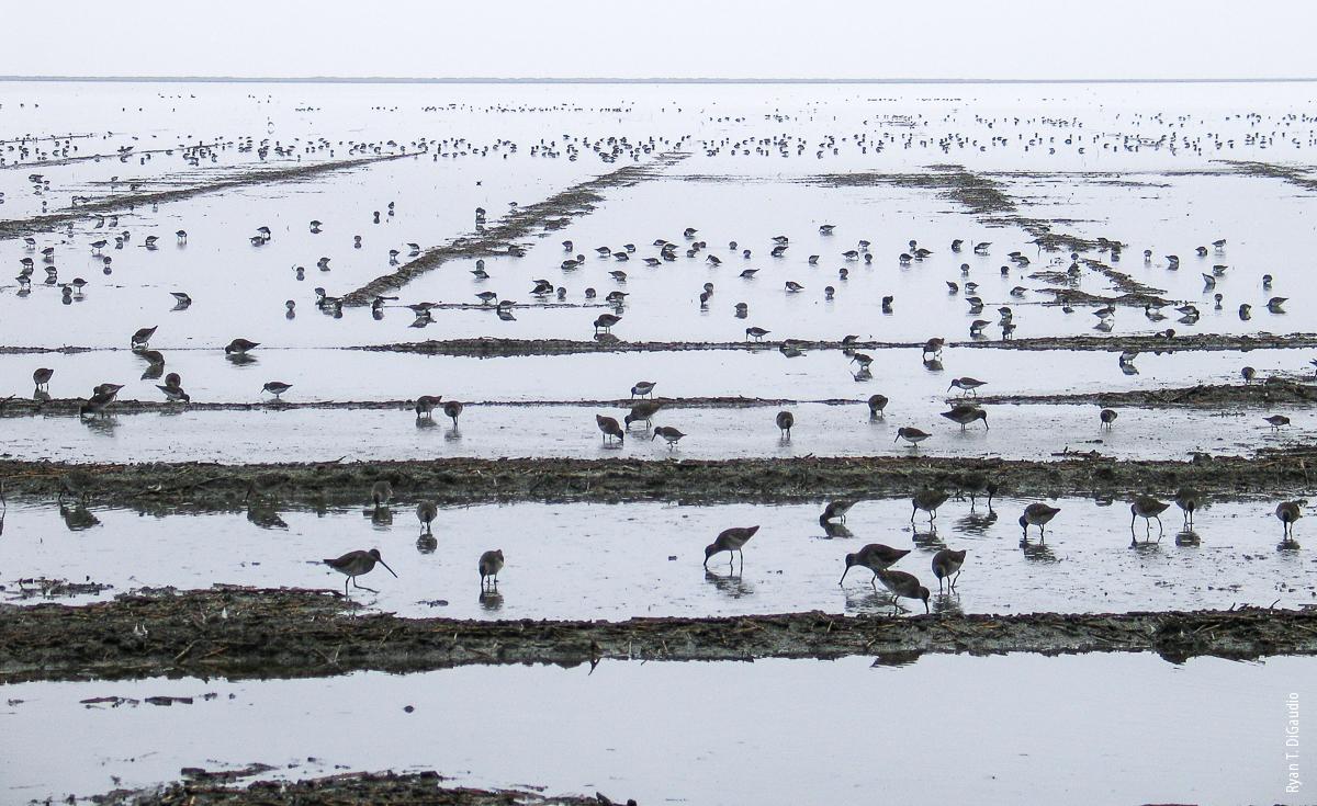 Encouraging producers to flood their croplands after harvest can help provide important stopover habitat for migrating waterfowl, waterbirds and shorebirds such as these long-billed dowitchers (Limnodromus scolopaceus). This practice is particularly beneficial for wetland-dependent birds in the Tulare Basin, where much of the region's natural wetlands have been lost.