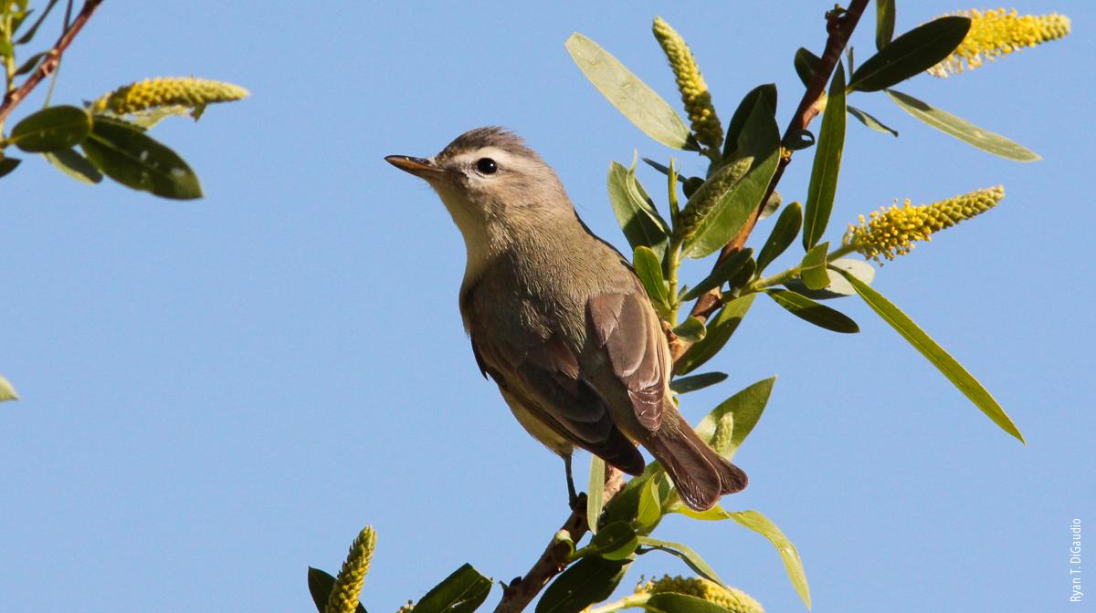 In restored riparian habitat at North Coast sites, the authors documented 88 bird species and confirmed breeding for 42 species, including warbling vireo (Vireo gilvus).