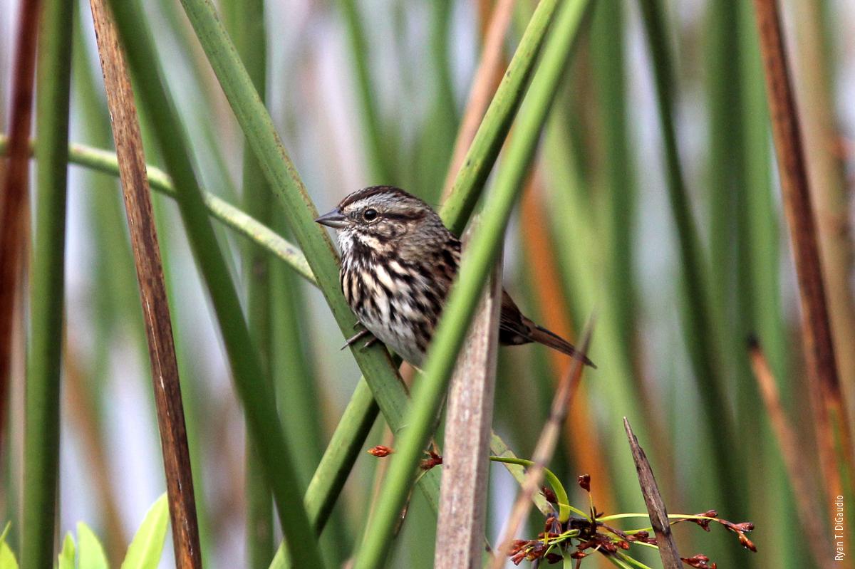 The Modesto song sparrow (Melospiza melodia mailliardi), a California bird species of special concern, is one of the 30 species with special conservation status the authors documented in Central Valley private wetlands.