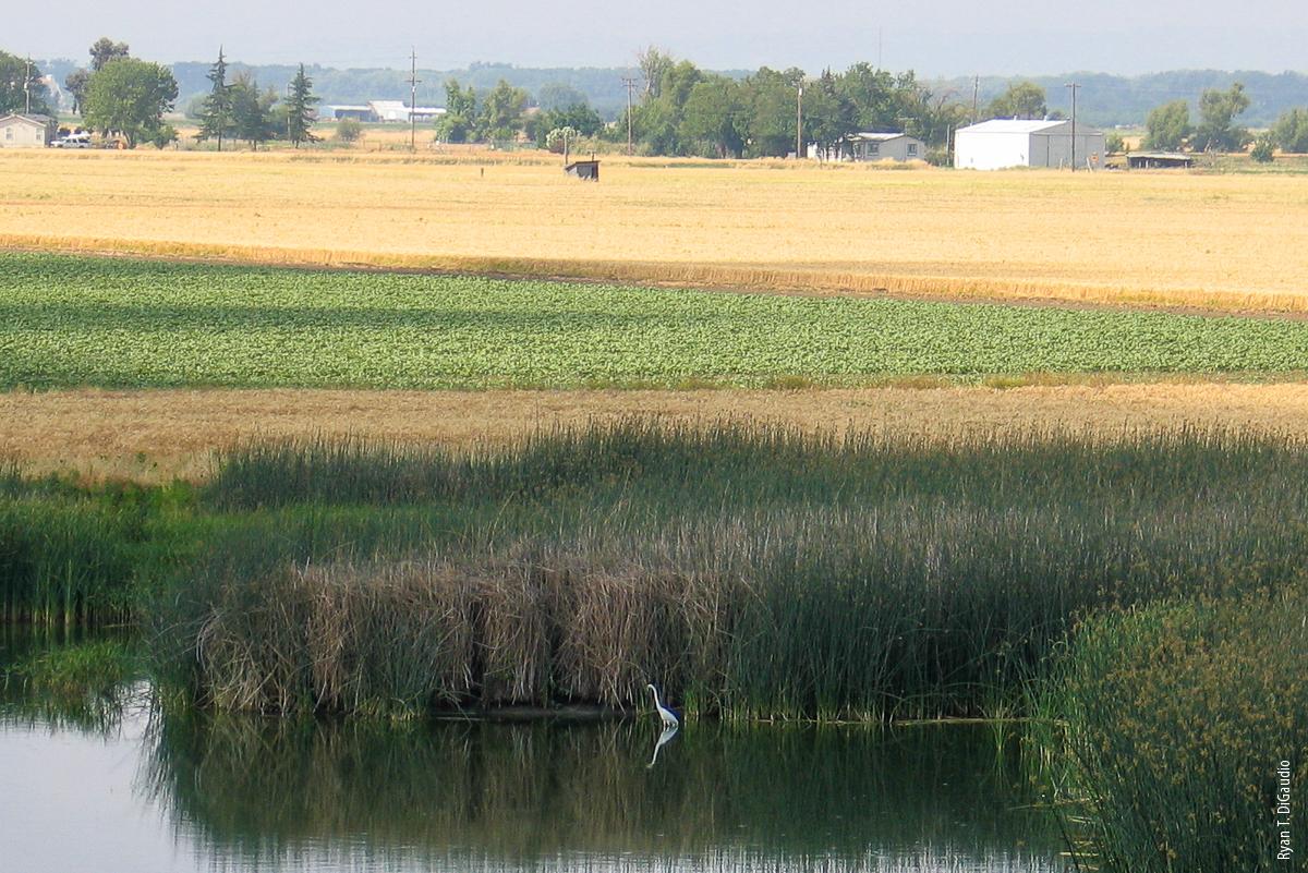 Herons and egrets were more dense in wetlands than in flooded croplands during the fall, perhaps as a result of greater food availability in wetlands.