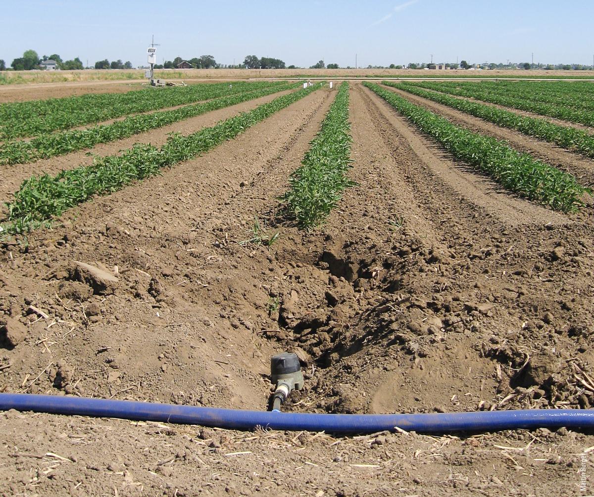 Although subsurface drip irrigation is widely used in California to produce processing tomatoes, knowledge of nutrient distribution at preplant is limited. To address this, UC researchers developed a sampling protocol that can be used to estimate preplant levels of nitrate, phosphorus and potassium.
