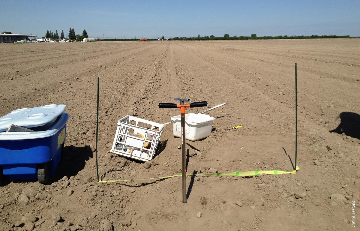 Preplant soil samples were collected at 5-inch intervals from the center of the bed towards the center of the furrow.