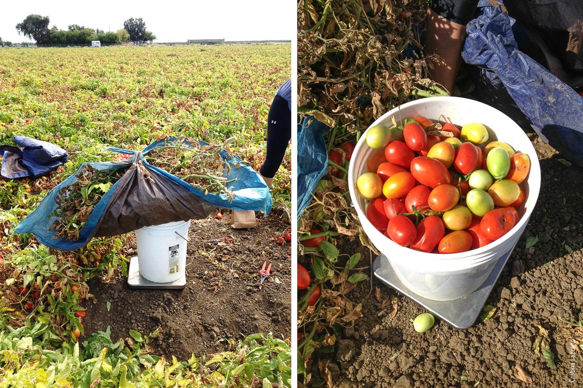 Weighing of the vine biomass, left, and fruit biomass, right, collected at each location within a field. Vine biomass, which is incorporated into the soil after harvest, contributed an average N input of 109 lb/ac.