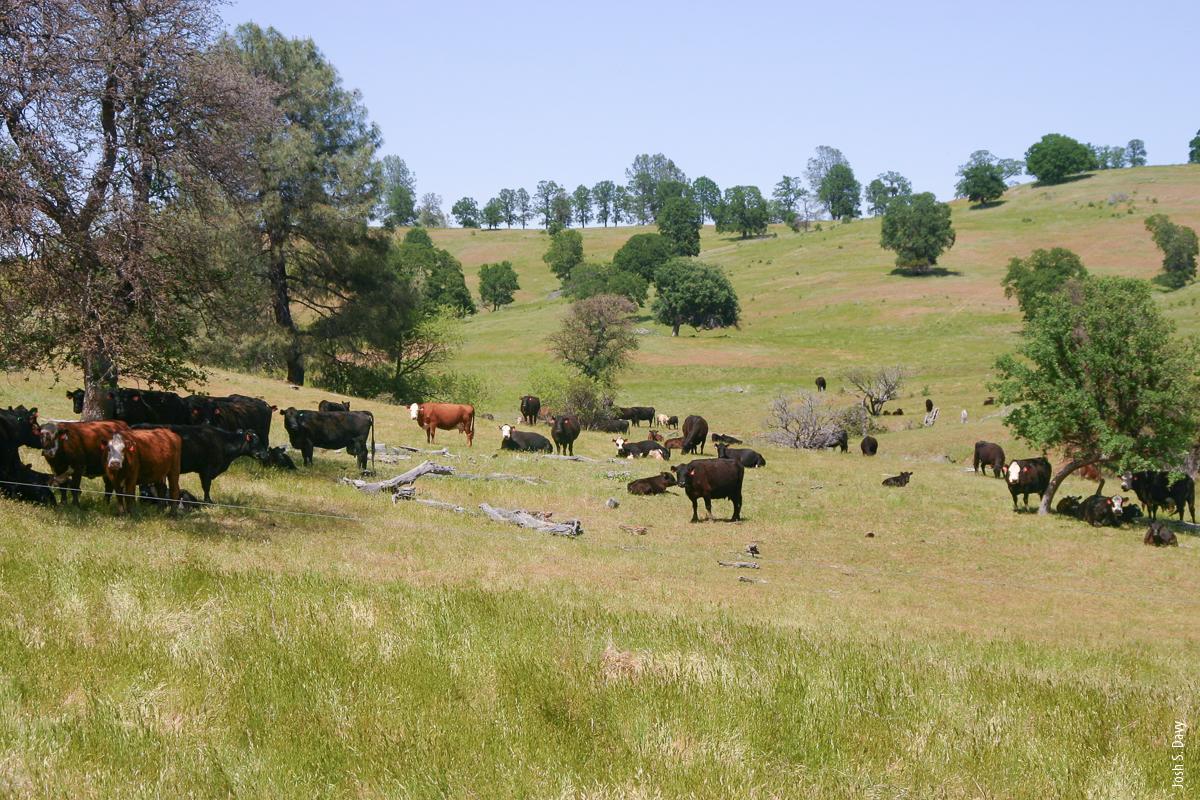 Cattle in a prescribed grazing paddock in the spring. Prescribed grazing reduced medusahead cover in years that did not have significant late spring rainfall.