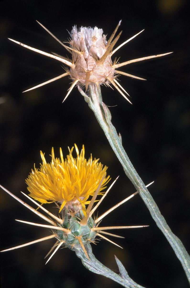 Yellow starthistle (Centaurea solstitialis) flowers at full bloom and seed dispersal stages.