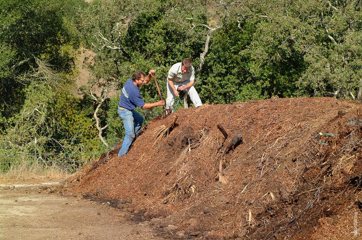 UC ANR researchers tested composts made from municipal green wastes to determine whether the sudden oak death pathogen could survive in finished compost.