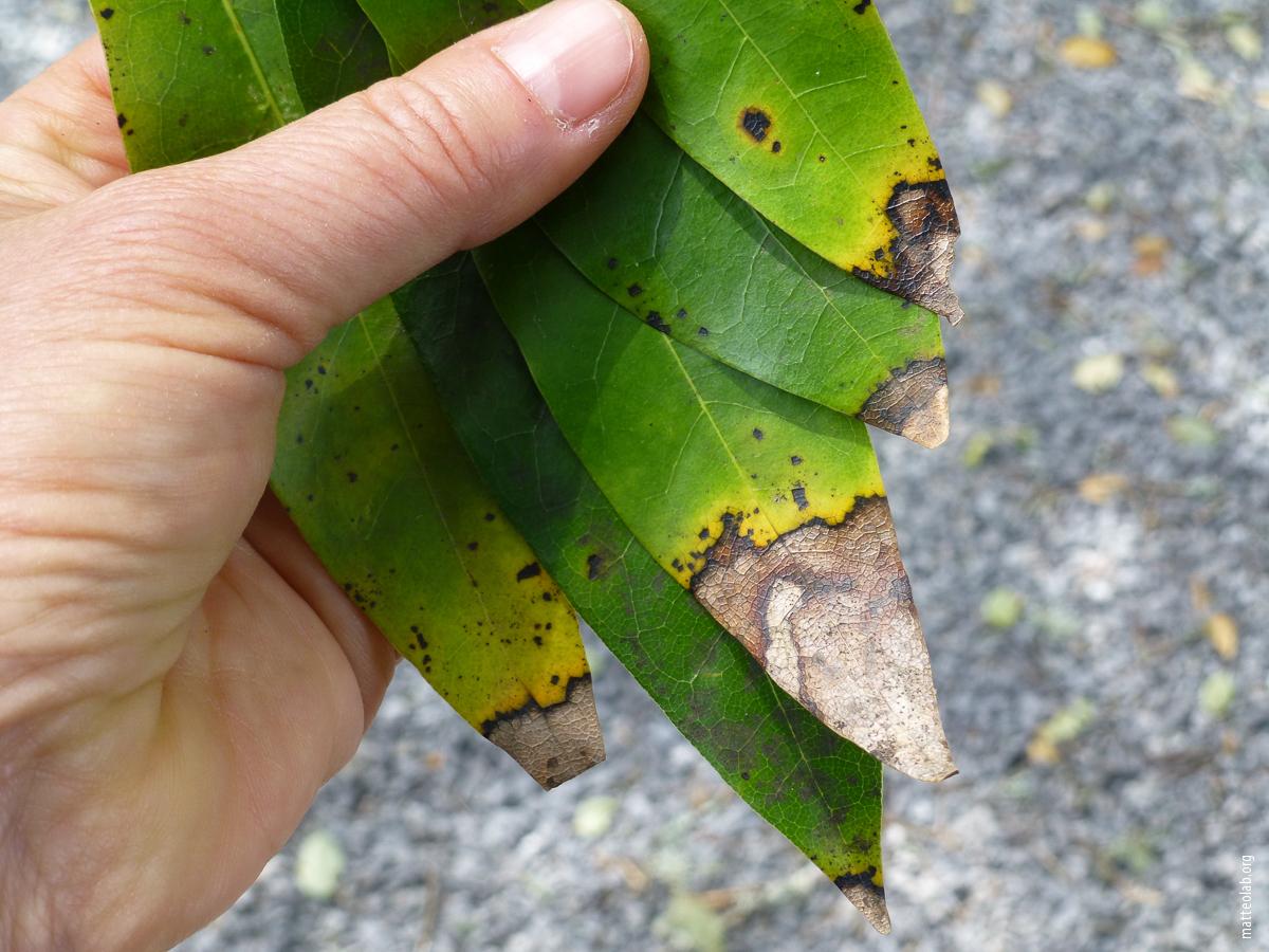 California bay laurel (Umbellularia californica) infected with Phytophthora ramorum.