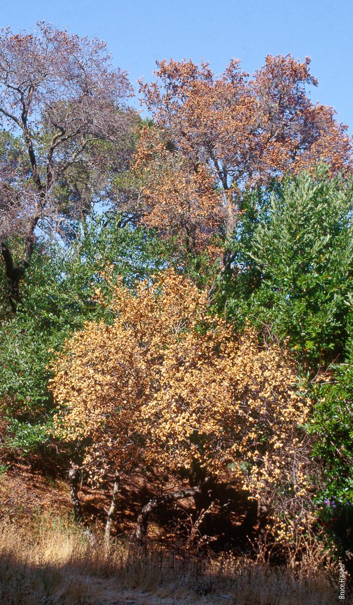 Coast live oaks killed by the sudden oak death pathogen (Phytophthora ramorum).