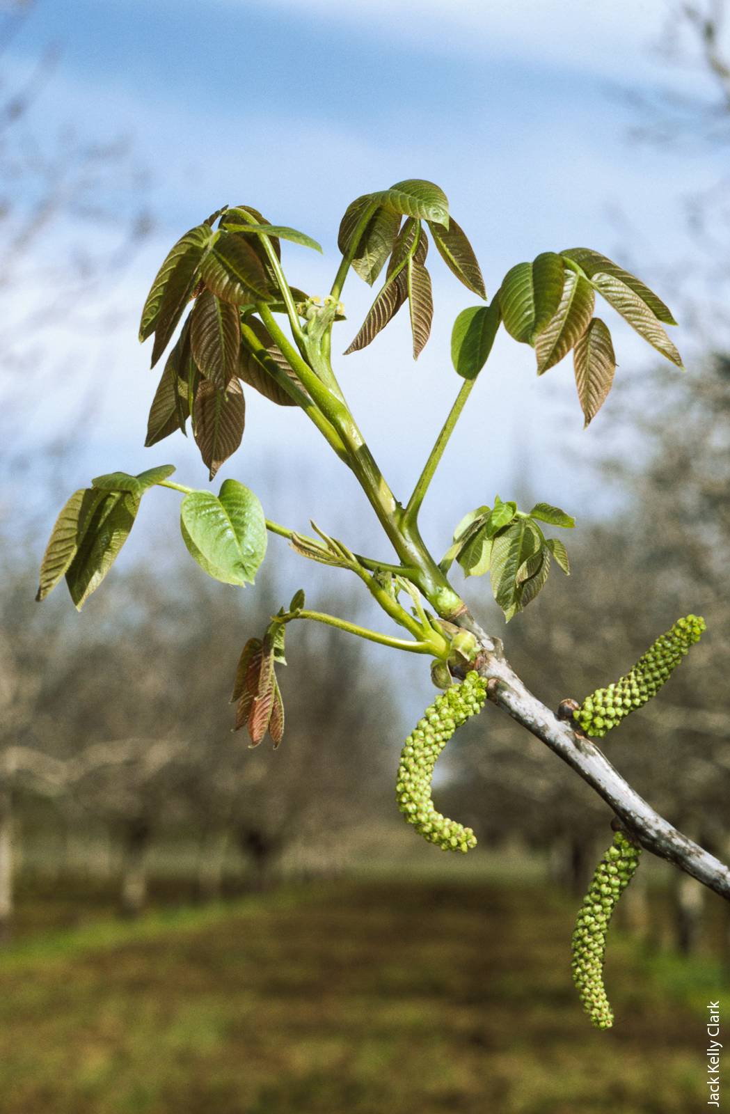 Insufficient chill hours can cause a delay in the opening of leaf and flower buds in crops such as walnuts, which may result in reduced fruit yield.