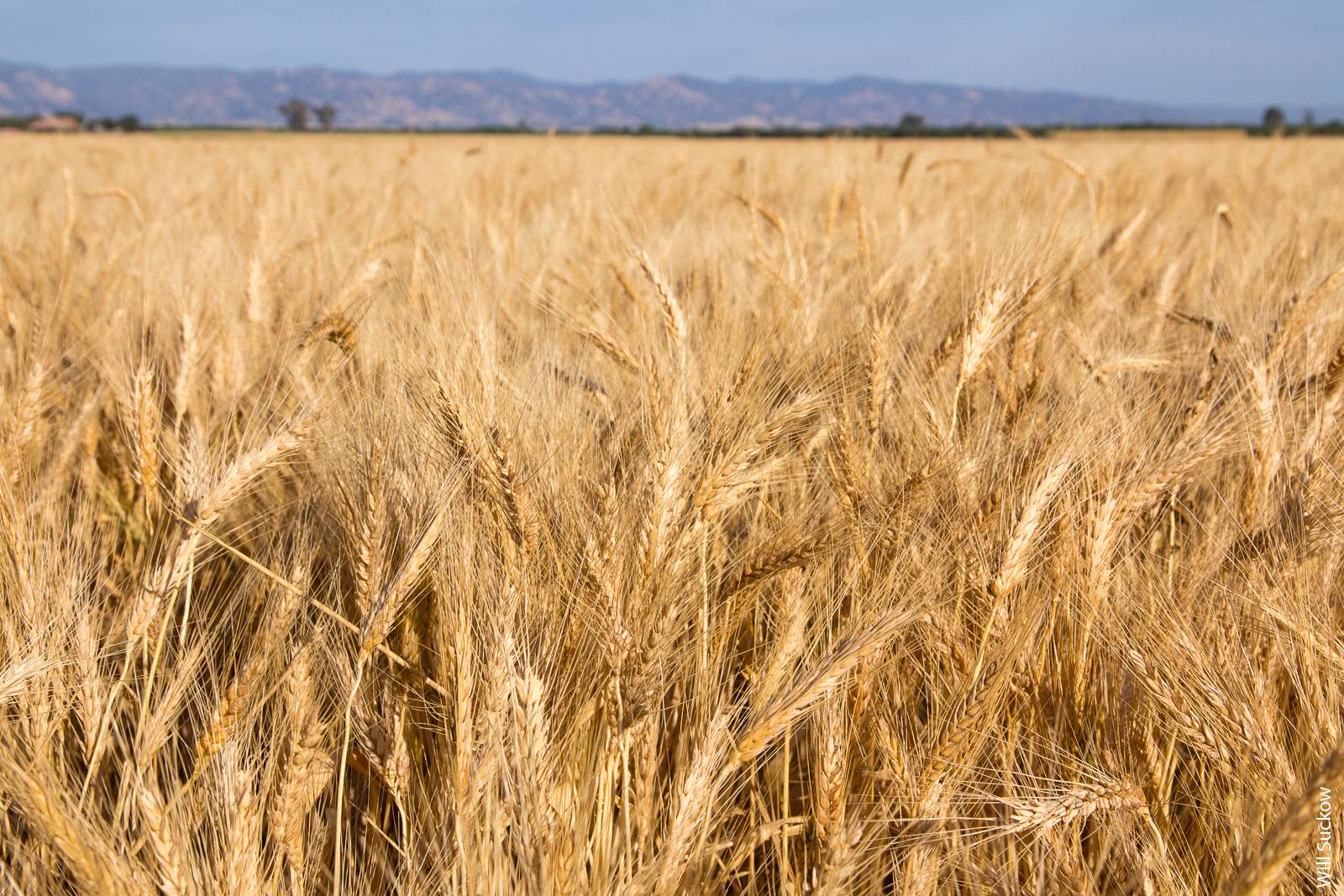 If current climate trends continue and all other variables such as wheat price hold steady, there could be a 45% decline in Yolo County wheat acreage by 2050.