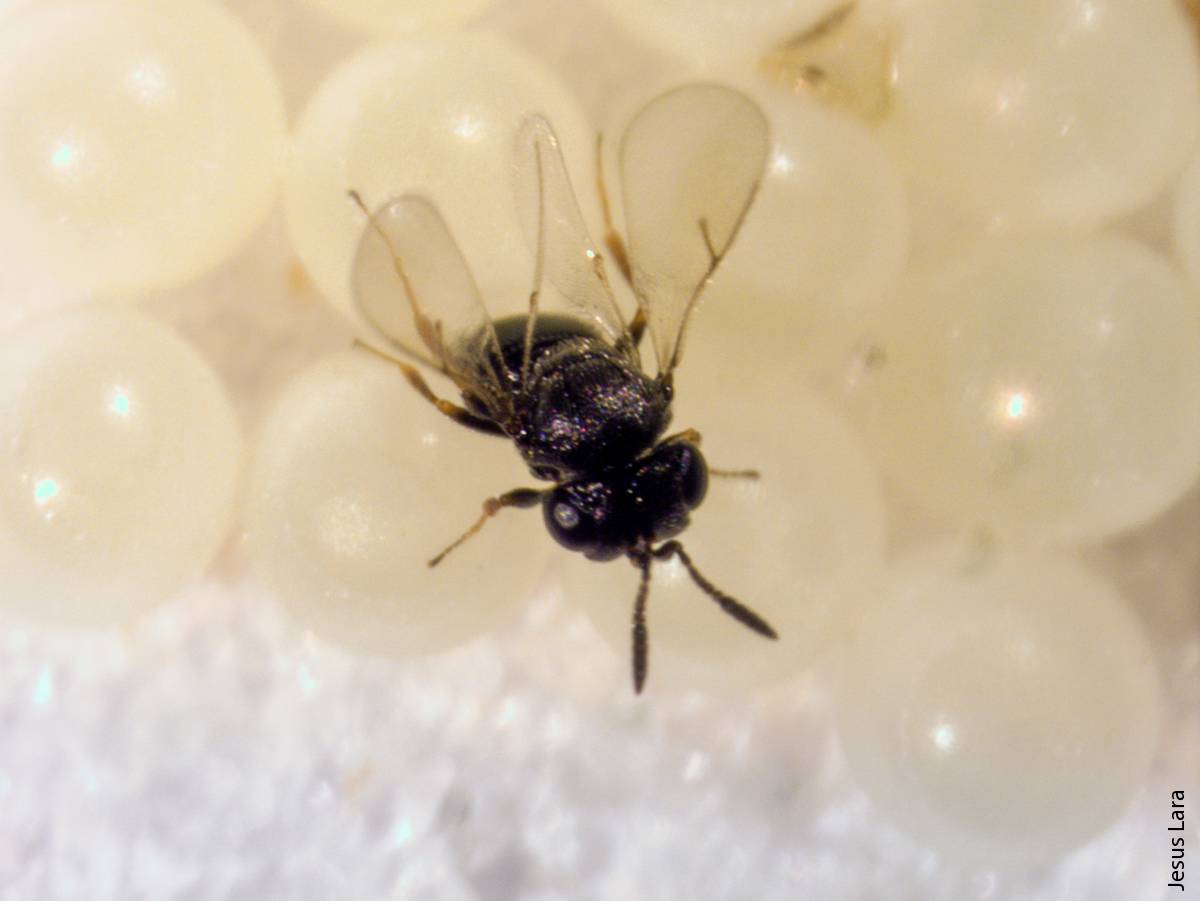A Trissolcus japonicus female readily parasitizes eggs of BMSB in California.