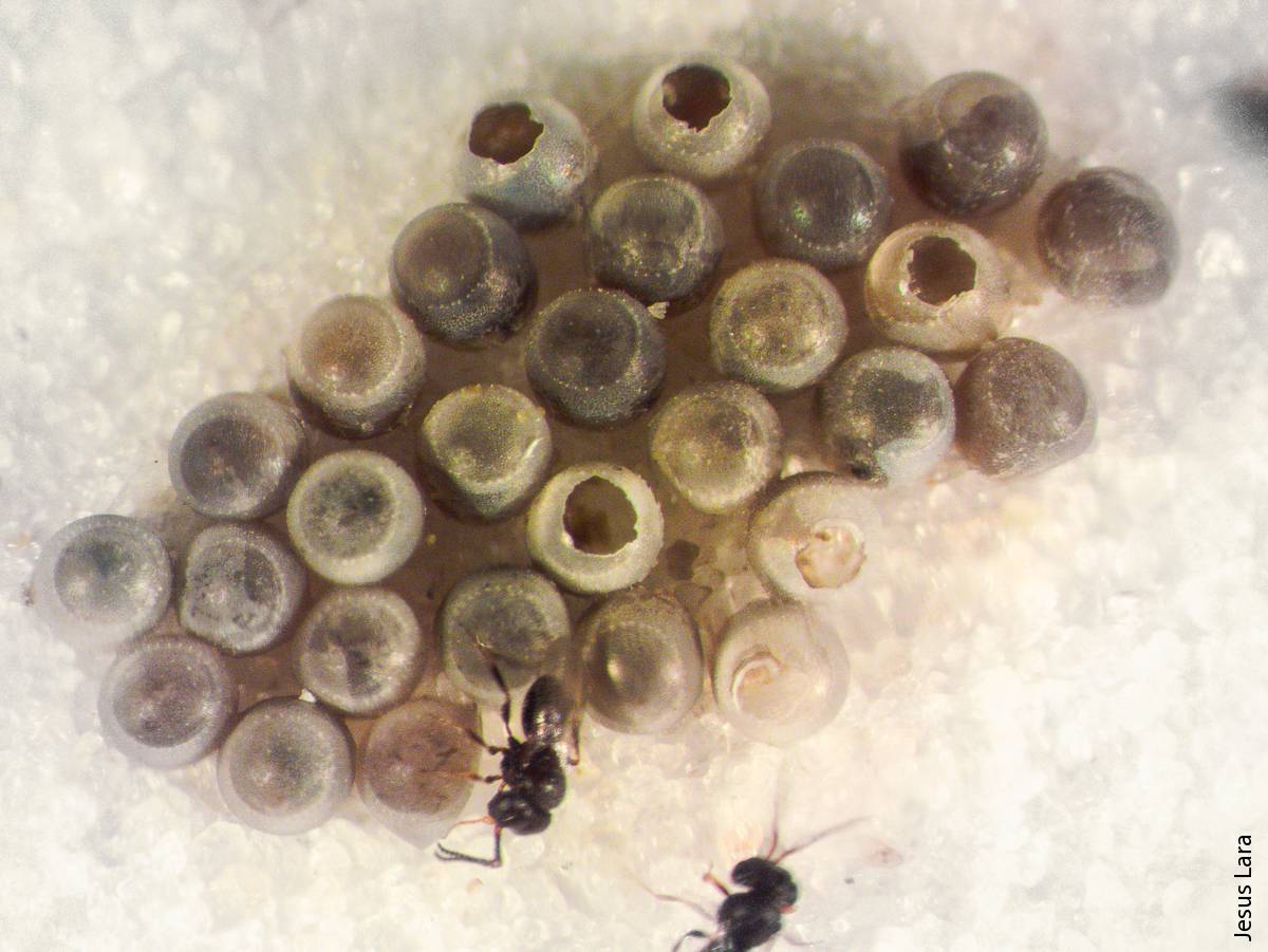Adult male platygastrid parasitoids, on guard, wait for future female parasitoids to emerge from a parasitized sentinel BMSB egg card (parasitism indicated by dark color of eggs) that was deployed in Los Angeles County on avocado.