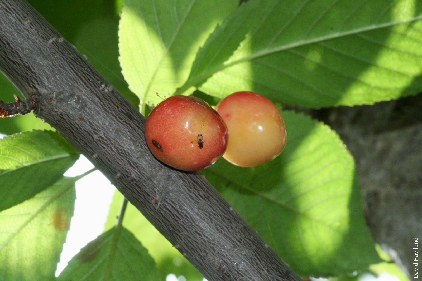 Spotted wing drosophila lay eggs on cherries before the fruit is ready to harvest.