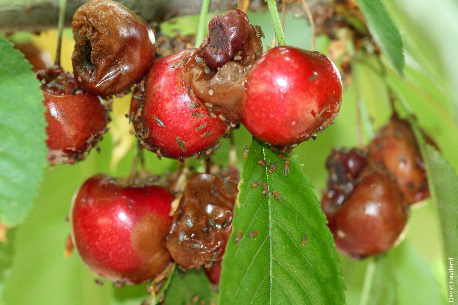 Spotted wing drosophila introduces microbes into cherry fruit before harvest. As fruit begin to rot, they become highly attractive to other drosophila species.