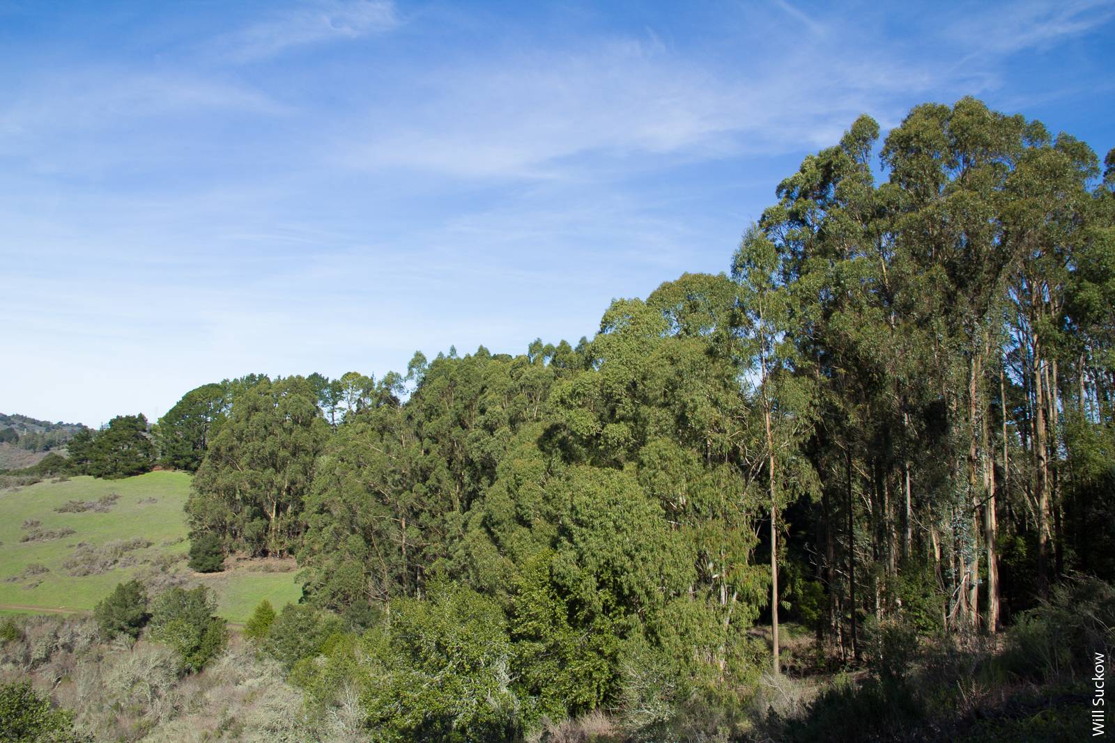 Naturalized blue gum trees in Tilden Regional Park, Contra Costa County.