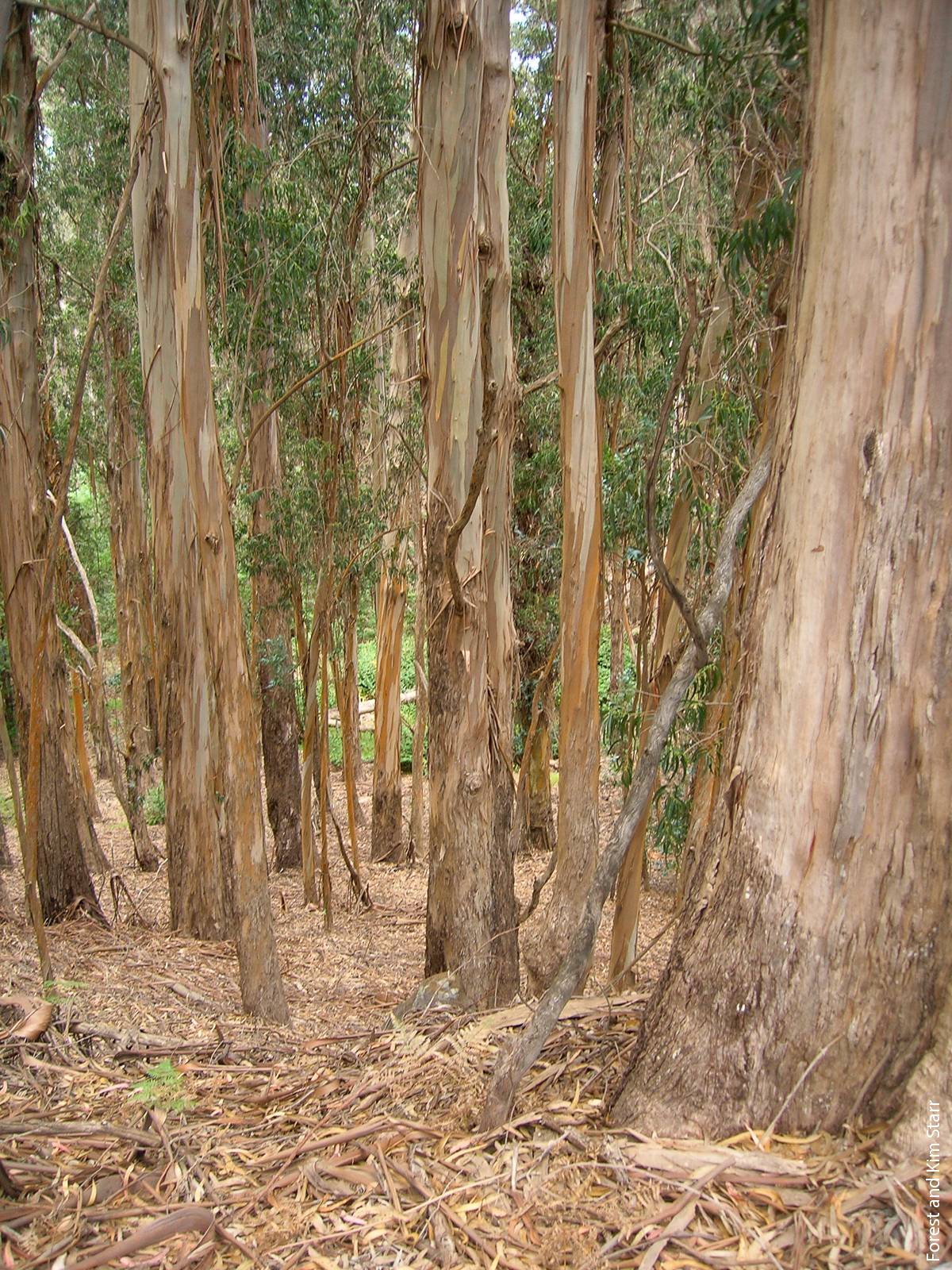 Blue gum bark sheds in long strips that accumulate high fuel loads, contribute to high flammability and propagate fire.