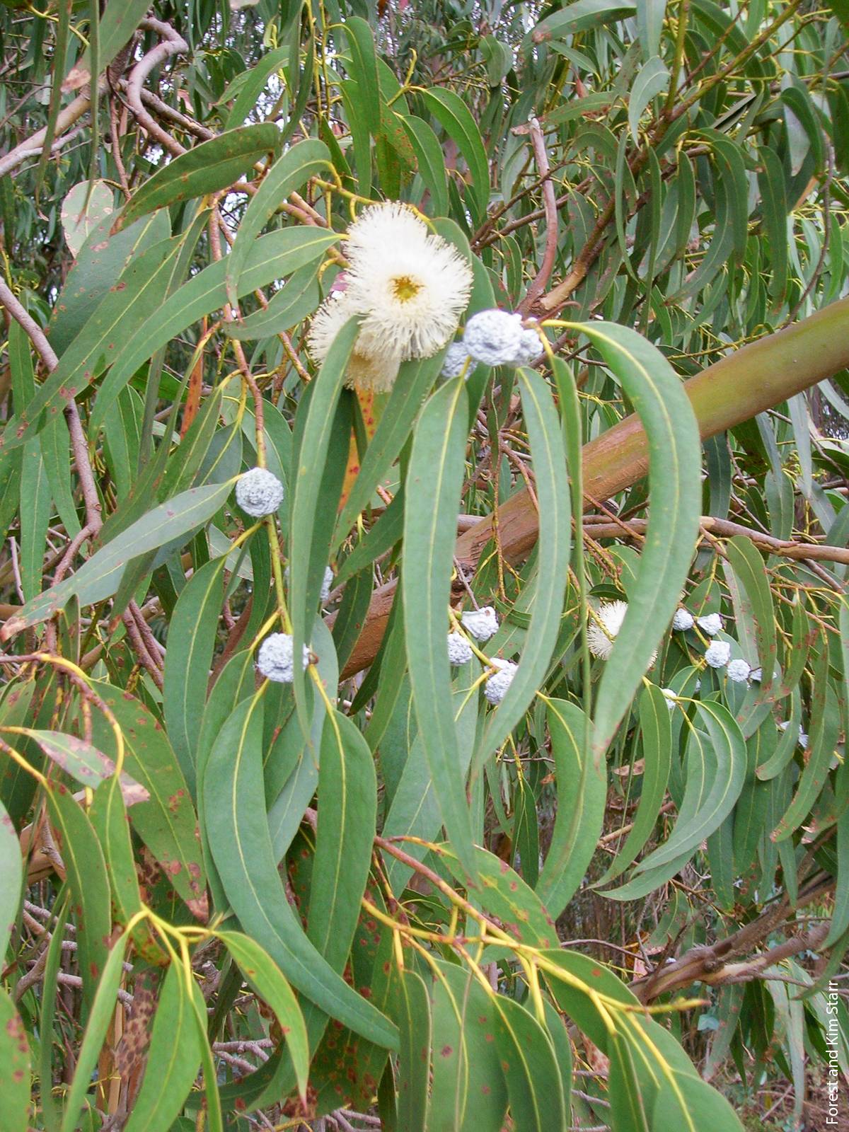 Oils and resins in leaves may increase flammability of blue gum and contribute to non-wettability of soils.
