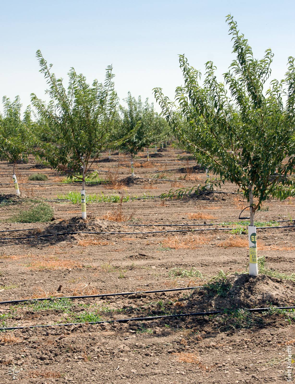 More-efficient irrigation technologies — like this drip system in an almond orchard in Yolo County — save water, conserve energy and reduce greenhouse gas emissions.