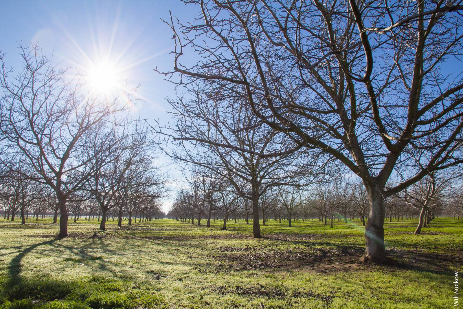 A walnut orchard near Winters. If the current trend of warmer winters continues in Yolo County, chill hours may be insufficient for many walnut varieties by the year 2100.