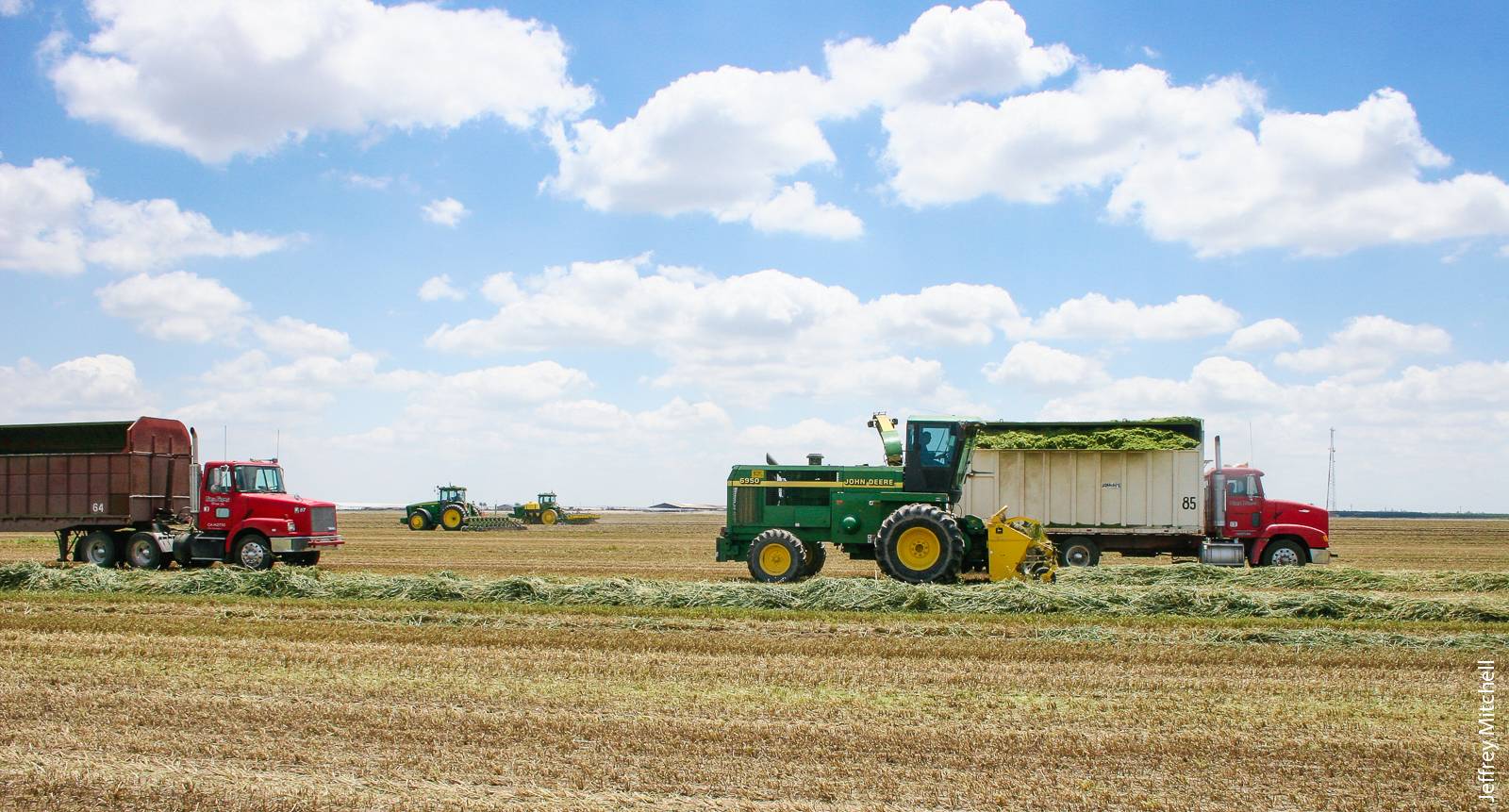 Conservation agriculture practices are well established in California for several crops. Shown here is a winter small grain silage harvest (foreground) ahead of strip-tillage and corn seeding (background) by Mike Faria at Vetter Ranch in Tipton.