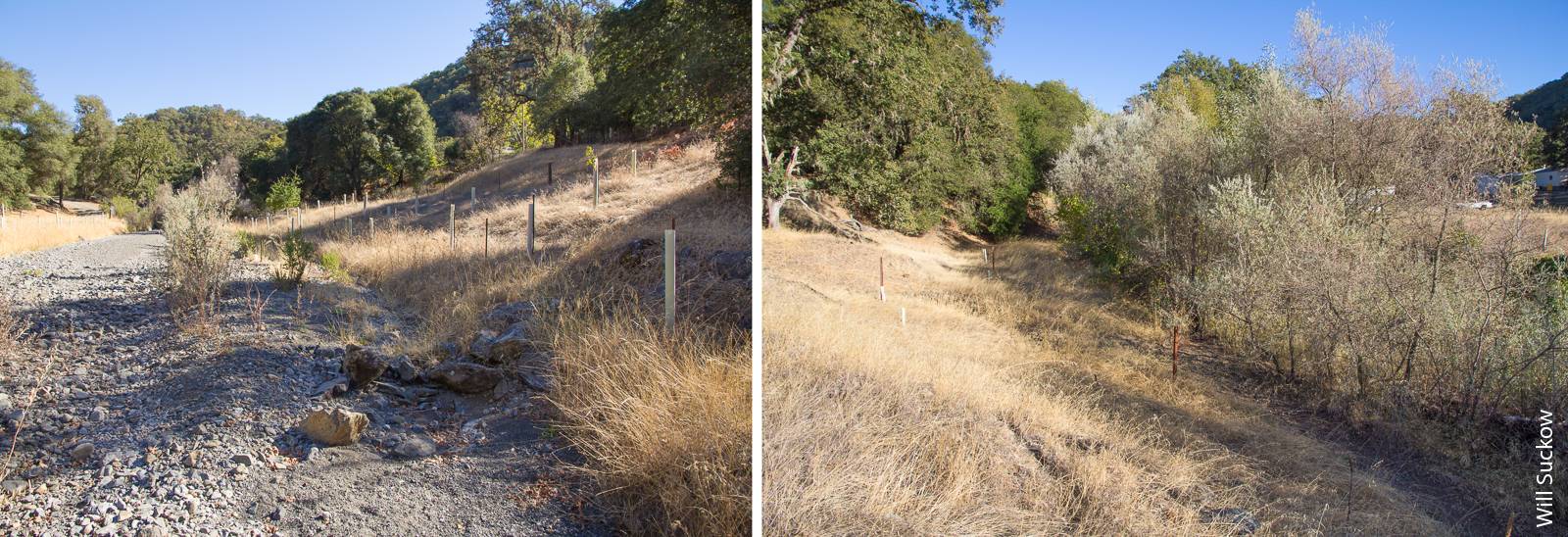Long-term study sites on Parson's Creek at Hopland REC show the effect of deer herbivory on the recovery of natural cover in a degraded riparian zone. A site not protected from deer, left, has virtually no woody vegetation. By contrast, a site fenced in the 1980s, right, is now densely vegetated, providing shade and helping to form pools, both of which benefit fish.