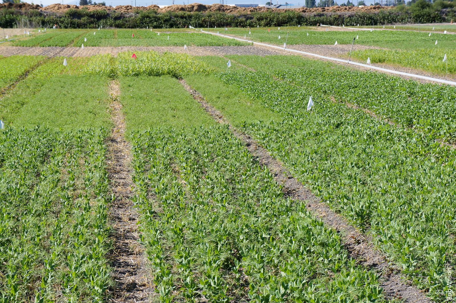 Researchers at IREC are evaluating different organic amendment and cover crop treatments for organic potato production.